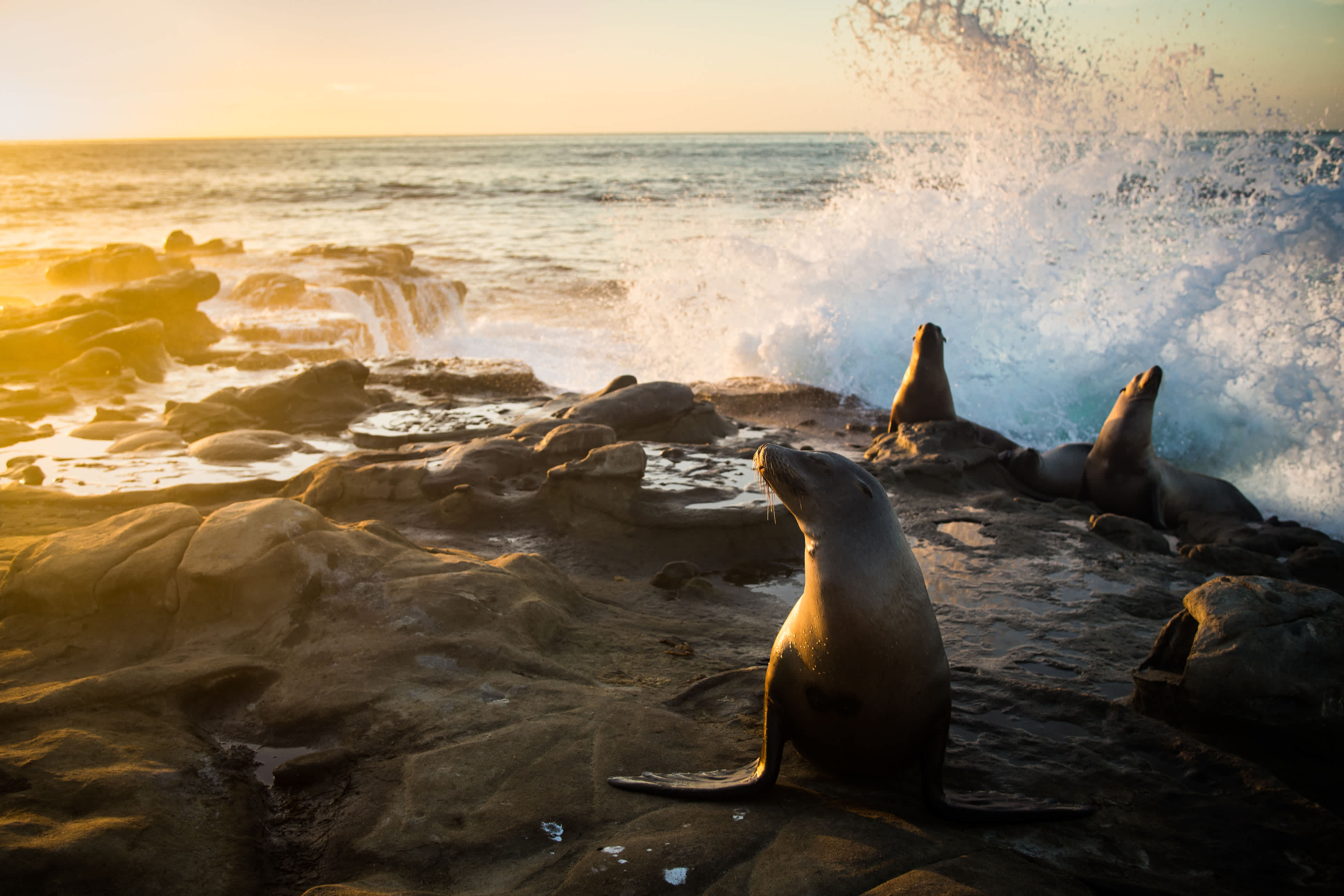 Sea lions on the rocks at La Jolla during sunset with ocean waves crashing in the background.