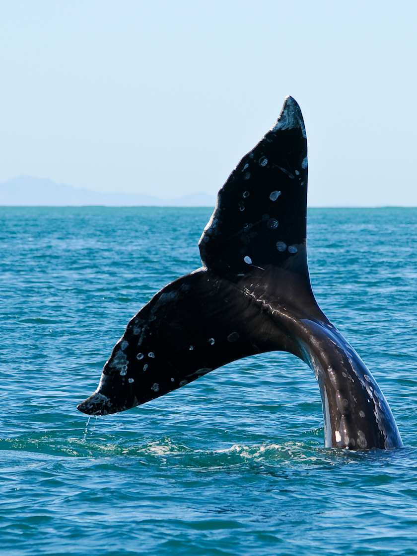 Close-up of a whale's tail emerging from the ocean, with a clear view of the water and distant mountains in the background.