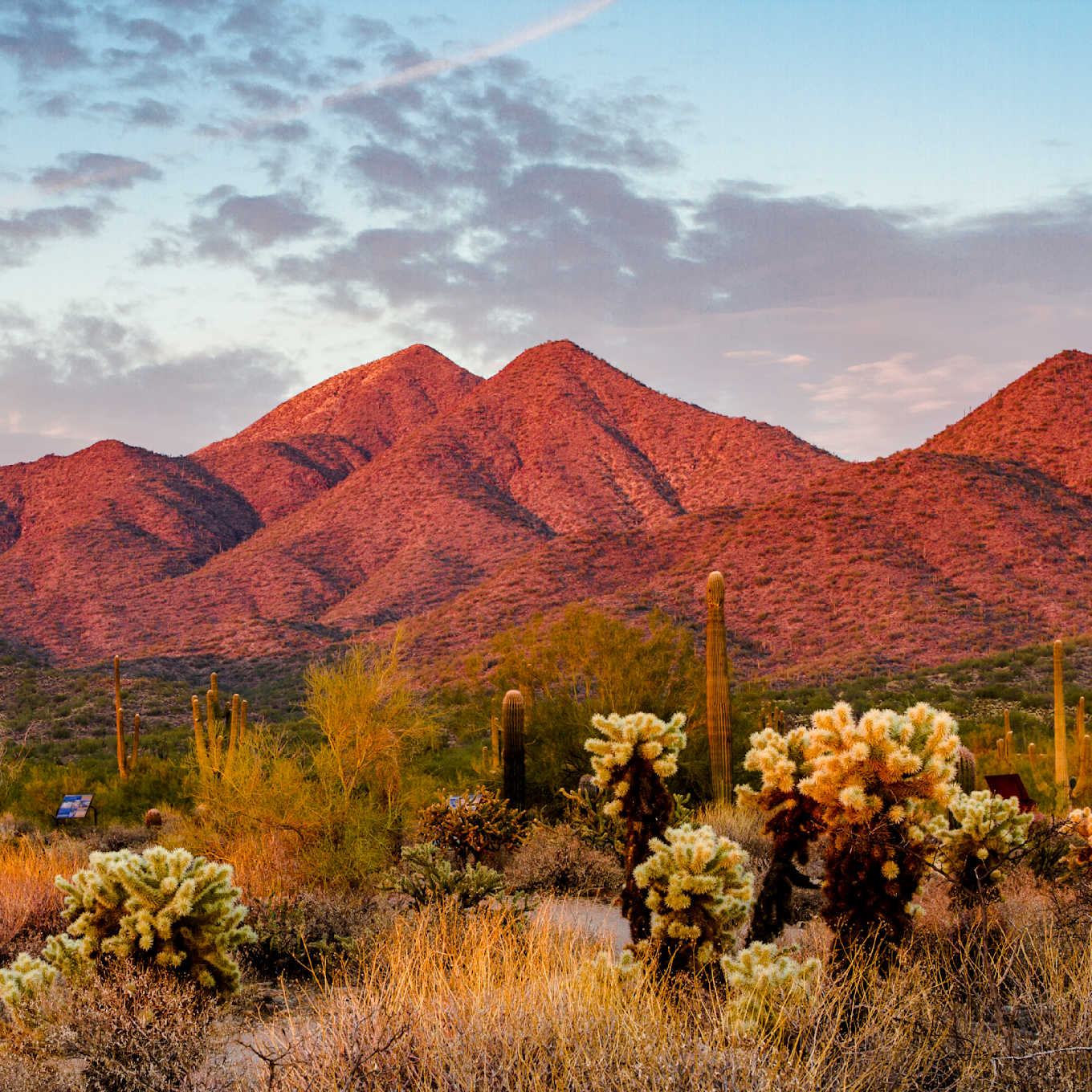 Red desert mountains at sunset with cactus and desert vegetation in Scottsdale, Arizona.