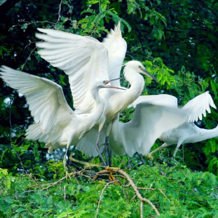 Vườn cò Bằng Lăng