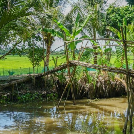 Rừng sinh thái thiên nhiên