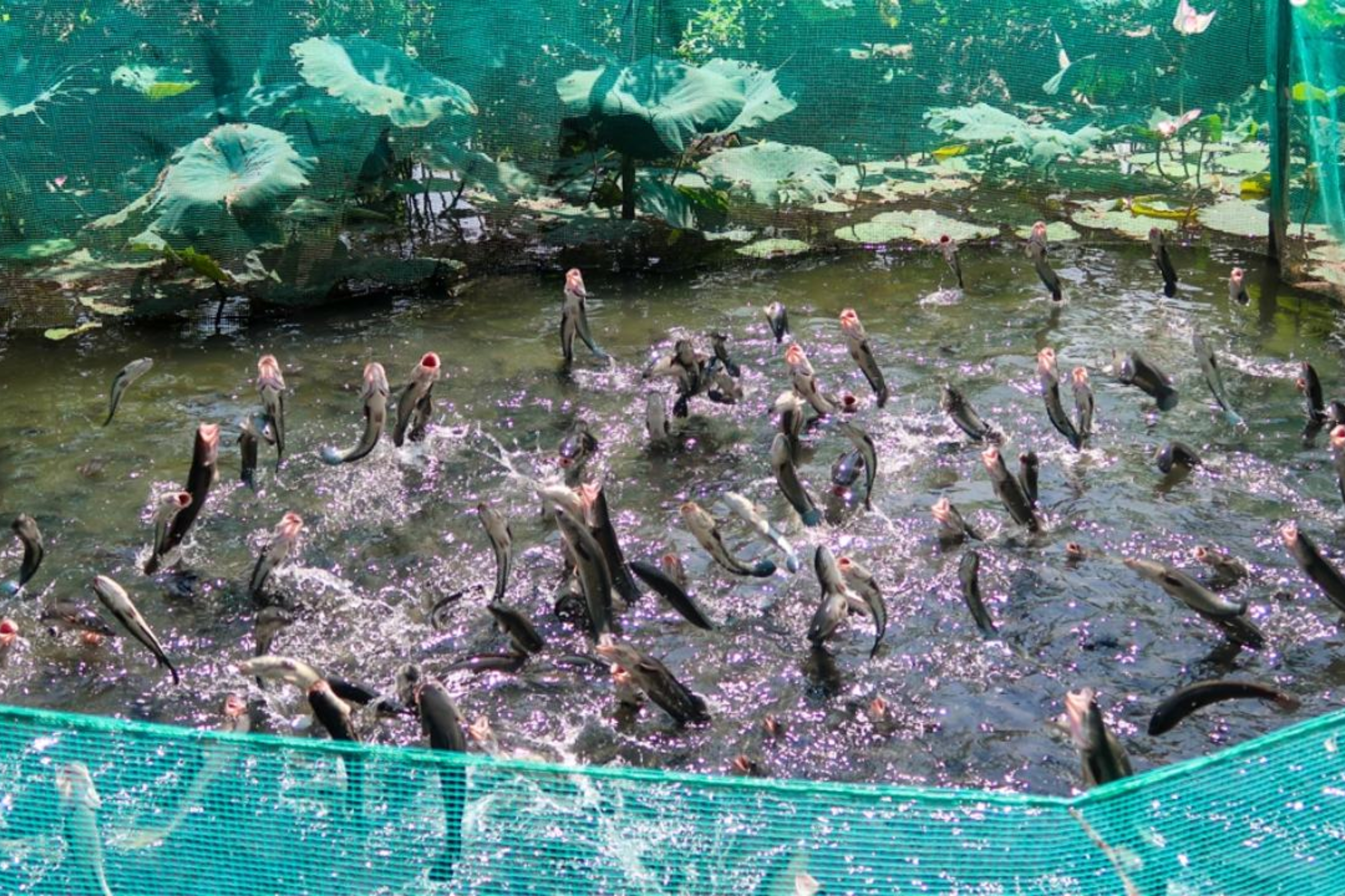 Cá lóc bay Cồn Sơn