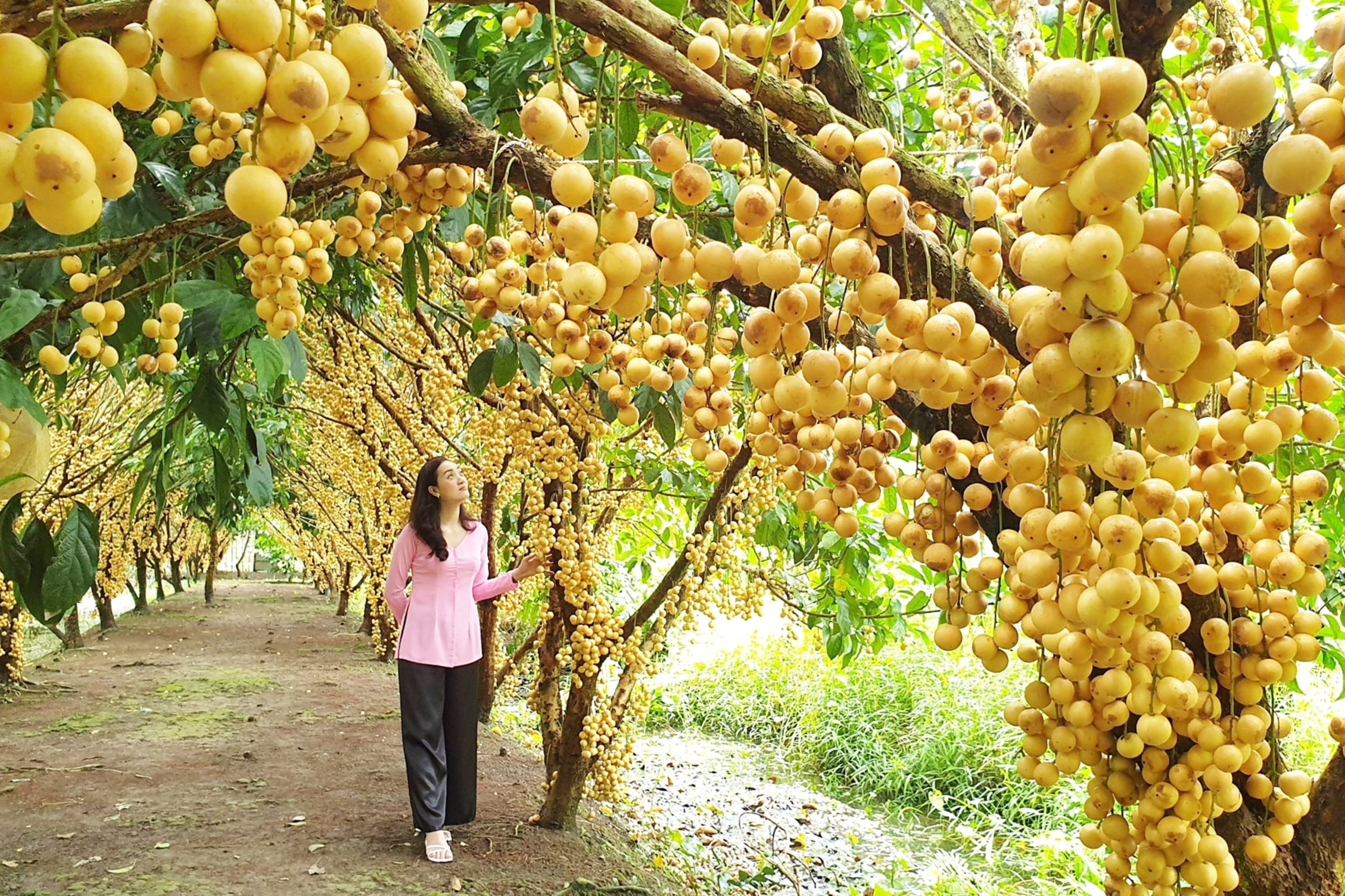 Vườn trái cây Phong Điền