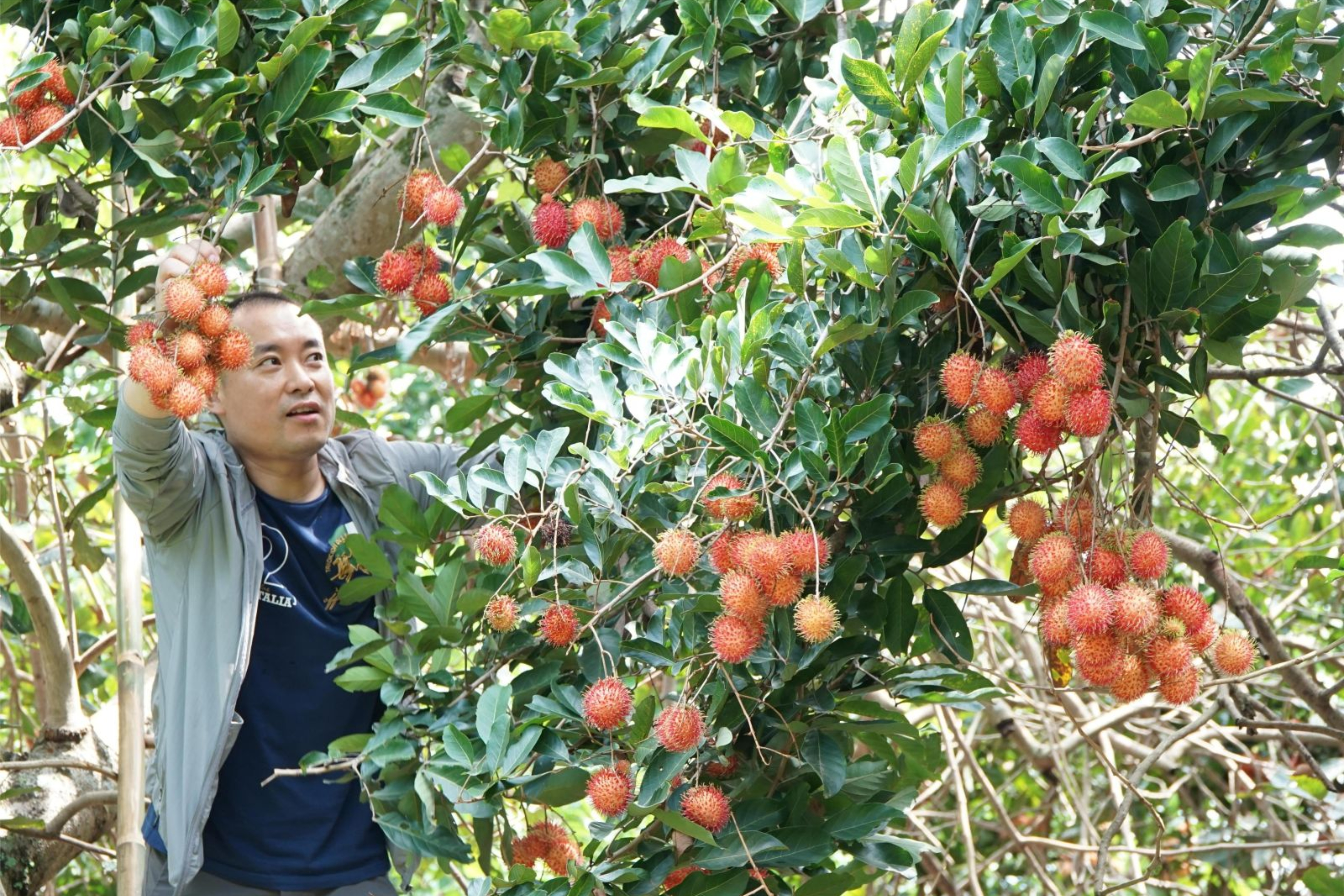 Vườn trái cây Phong Điền
