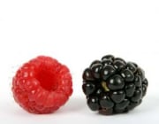 פטל - מטפל בראייה לקויה.