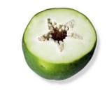 פאפאיה - טובה לטיפול בעור.