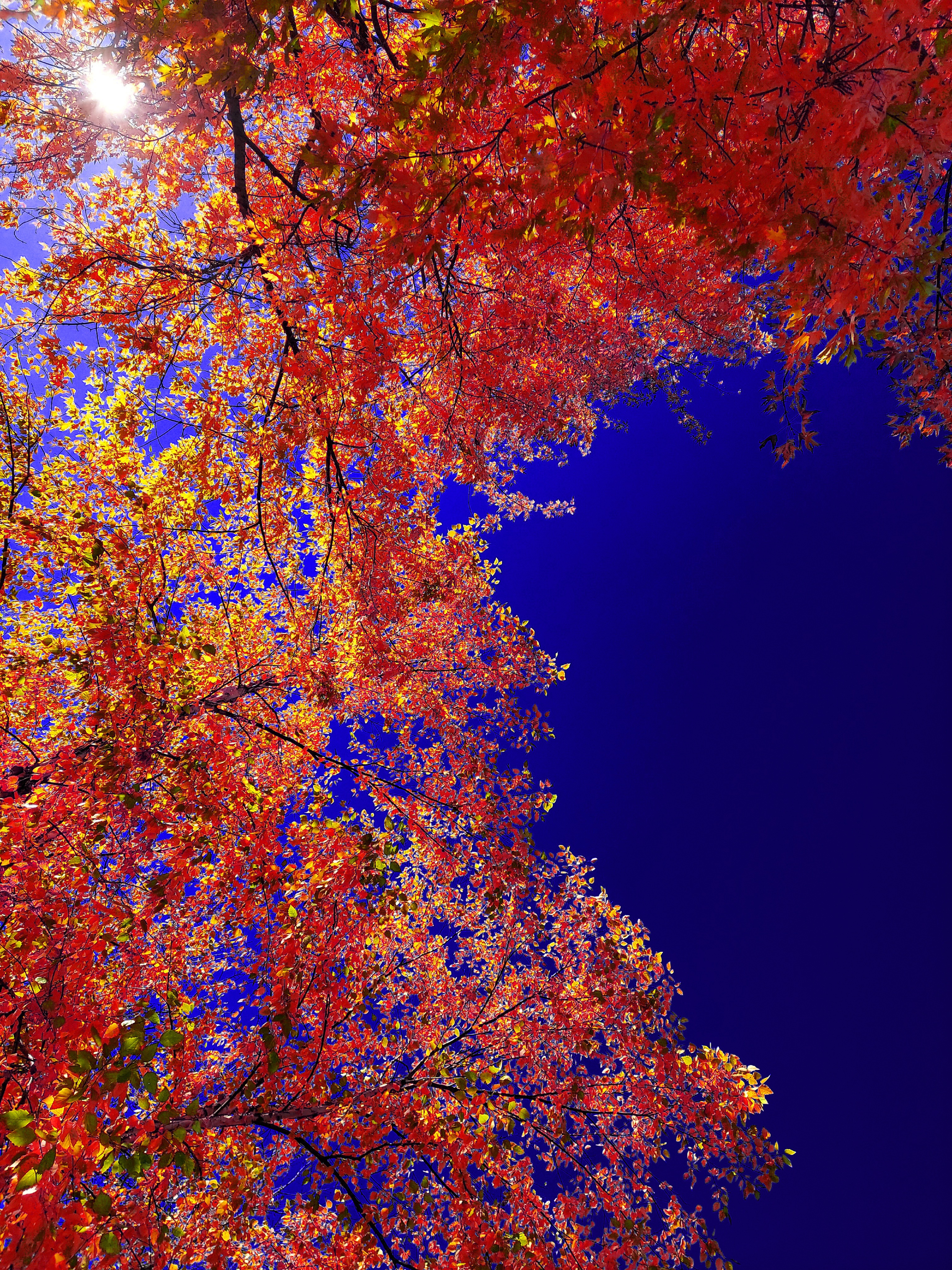 A low-angle art photograph looking up into a vibrant tree canopy filled with brilliant crimson, red, and golden-orange autumn leaves. The foliage fills the upper and left portions of the frame, contrasting against a rich, solid cobalt-blue sky on the right. Bright sunlight flares intensely through the upper-left branches.