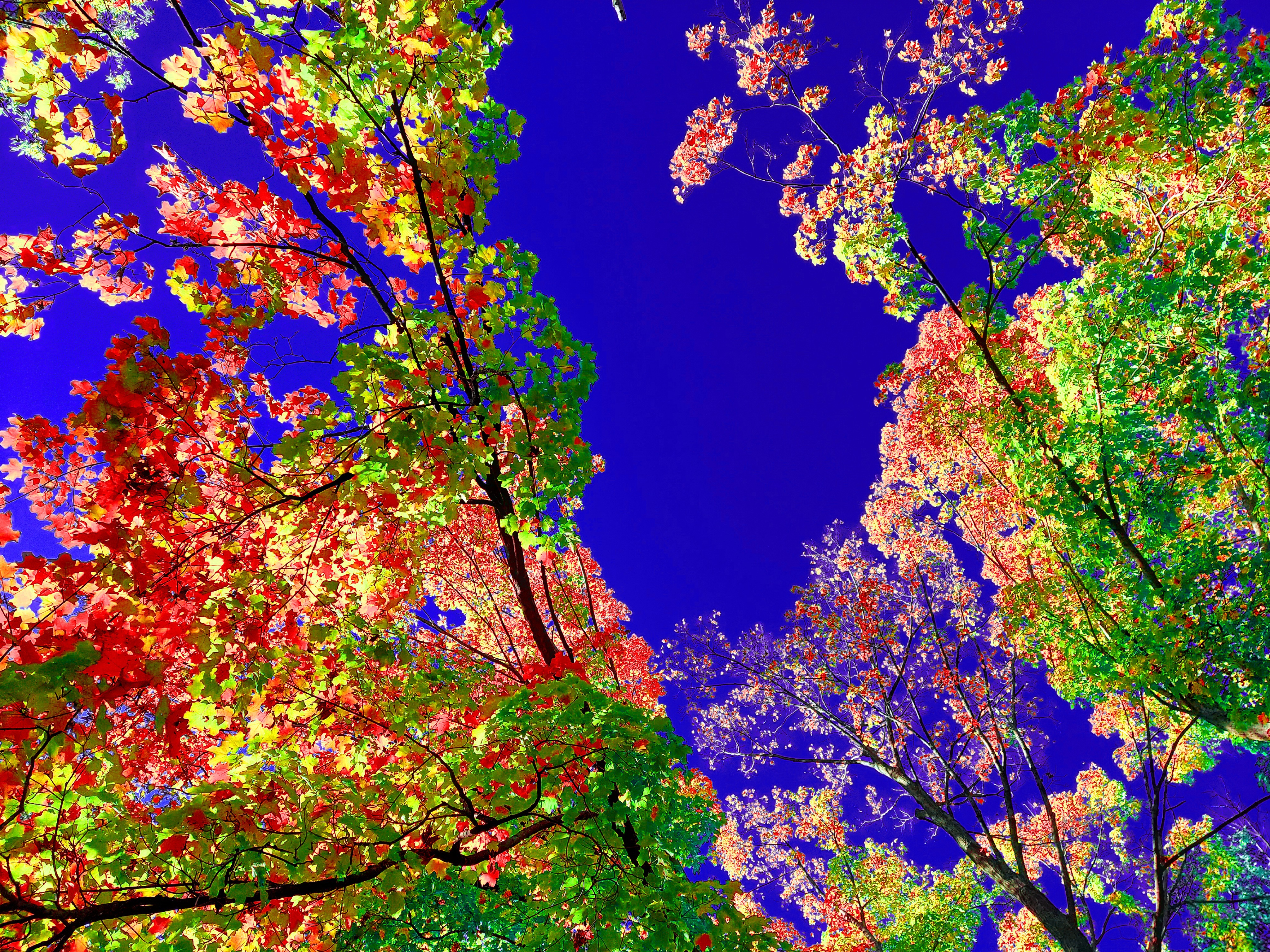 A low-angle art photograph looking straight up toward an open sky between two major clusters of trees. The foliage on the left bursts with red, yellow, and green leaves, while the branches on the right feature soft peach, pink, and bright lime-green leaves, all contrasting against a vivid, solid ultramarine blue background.