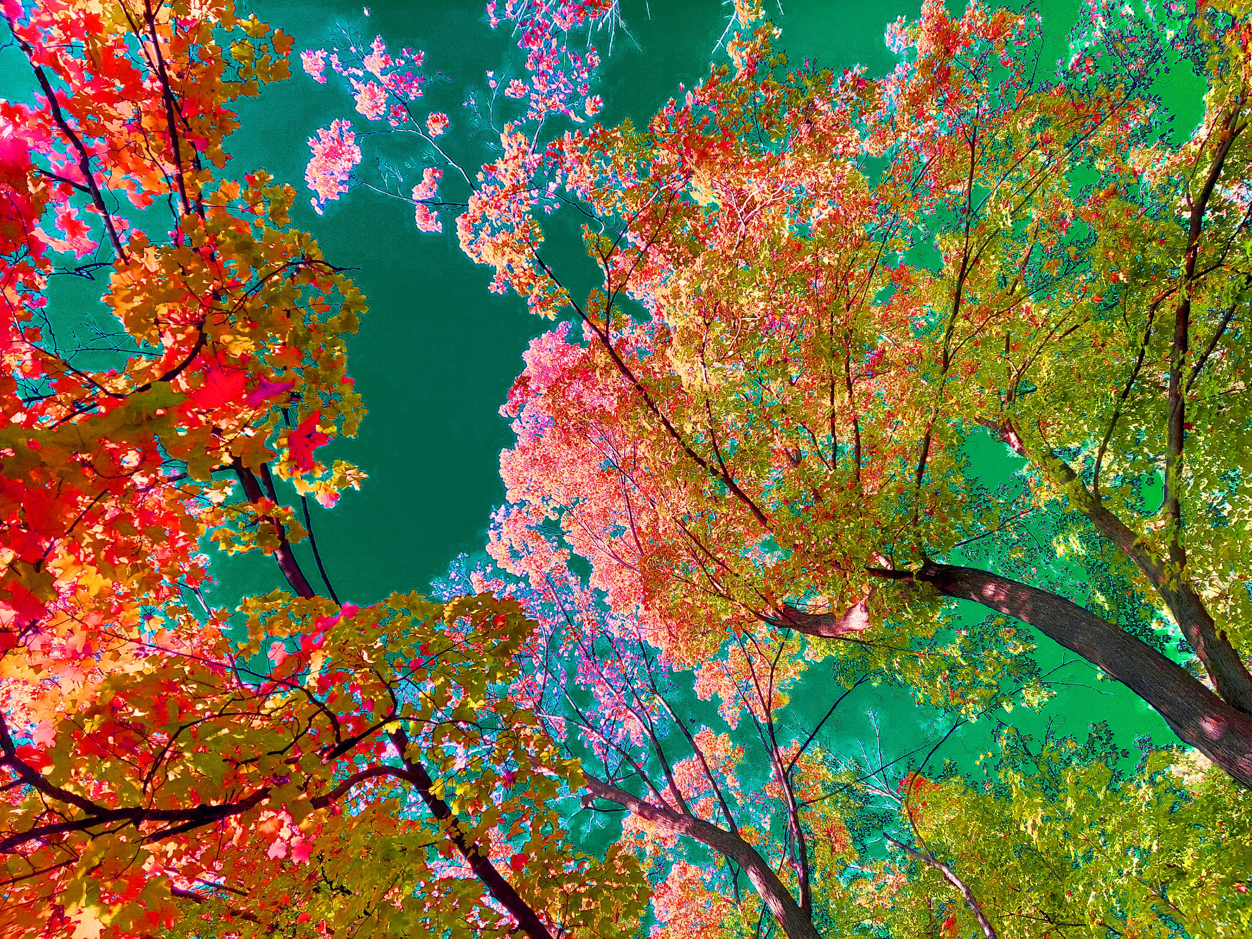 A low-angle art photograph looking straight up through towering trees into a surreal, highly saturated canopy. Crimson red and bright orange maple leaves frame the left, while clusters of hot pink blossoms or leaves and golden-yellow foliage stretch across the right against a deep emerald-teal background sky.