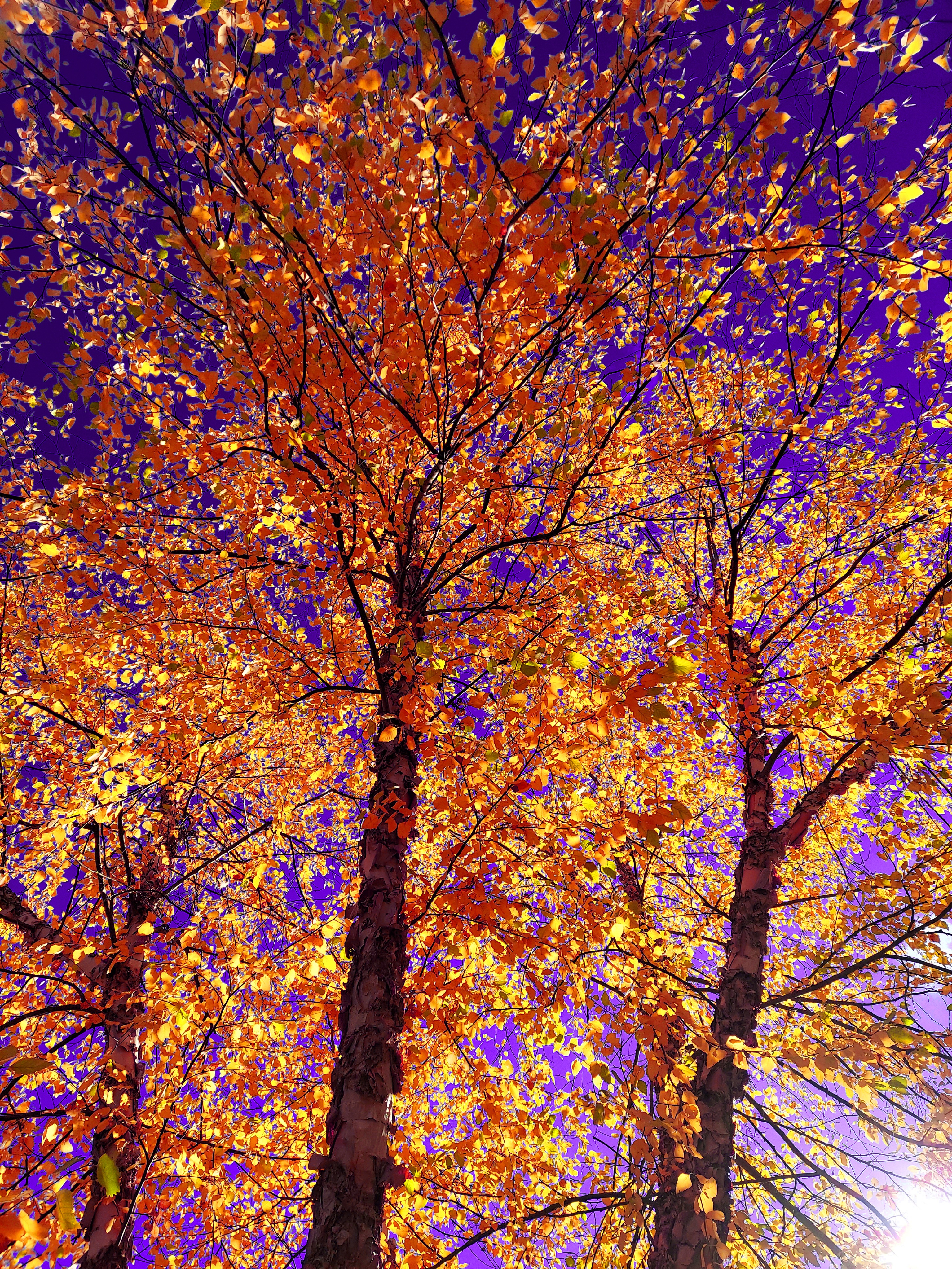 A low-angle art photograph looking straight up through three prominent birch tree trunks into a canopy of glowing golden-yellow and bright orange autumn leaves. The sky behind the tree branches is a deep, surreal violet-purple, with light flaring brightly from the bottom right corner.