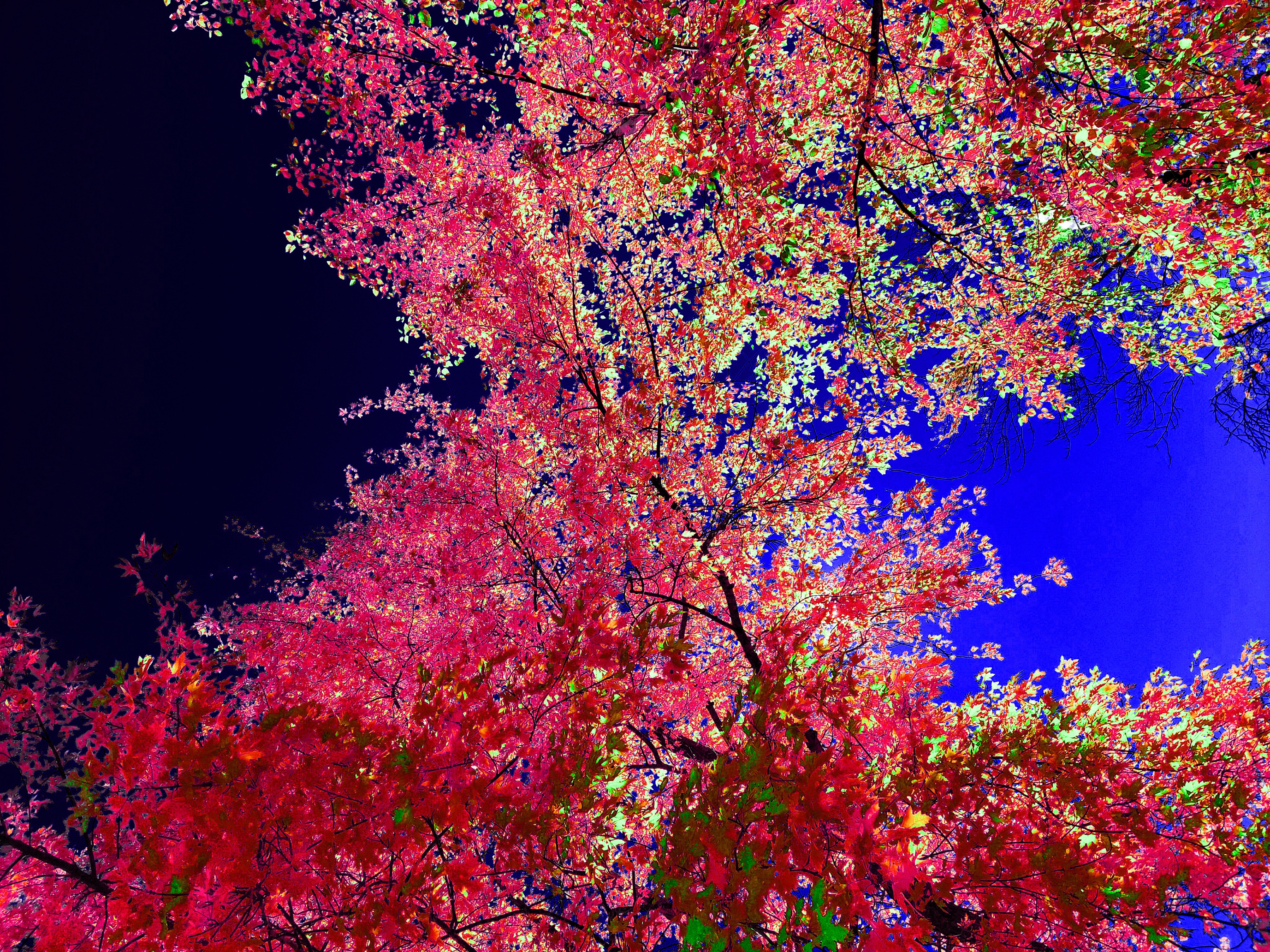 A dramatic low-angle art photograph looking straight up into a dense, sweeping canopy of hyper-saturated magenta-pink, hot red, and scattered pale green leaves. The delicate branches span diagonally across the frame, dividing the background into a deep, pitch-black void on the left and a vivid electric-blue sky on the right.