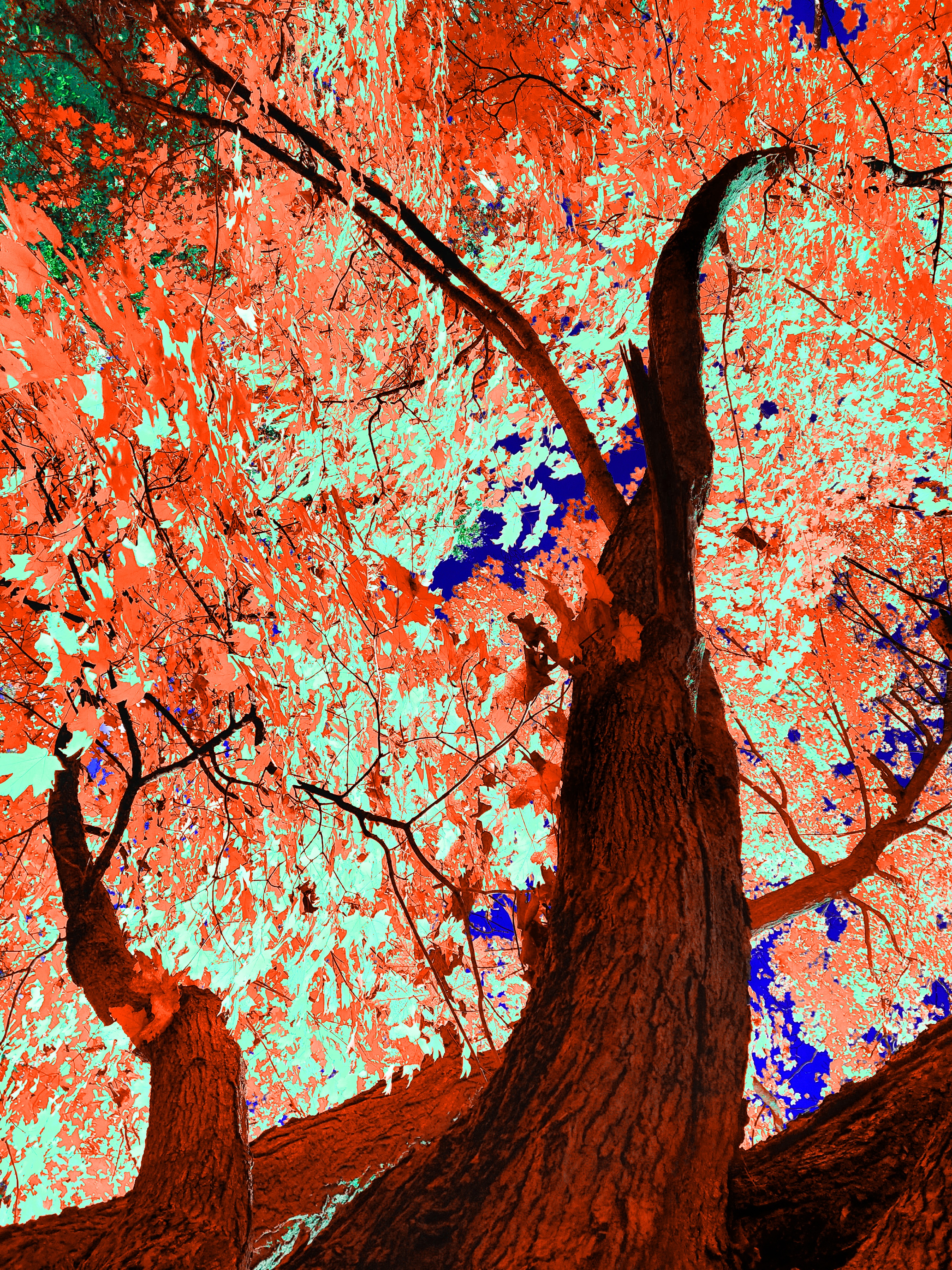 A striking surreal low-angle art photograph looking directly up from the base of two dark, textured tree trunks reaching skyward. The canopy features a dramatic contrast between bright neon-orange foliage and pale cyan or mint-green leaves, intermingled across thin branches with deep cobalt-blue sky visible through the openings.
