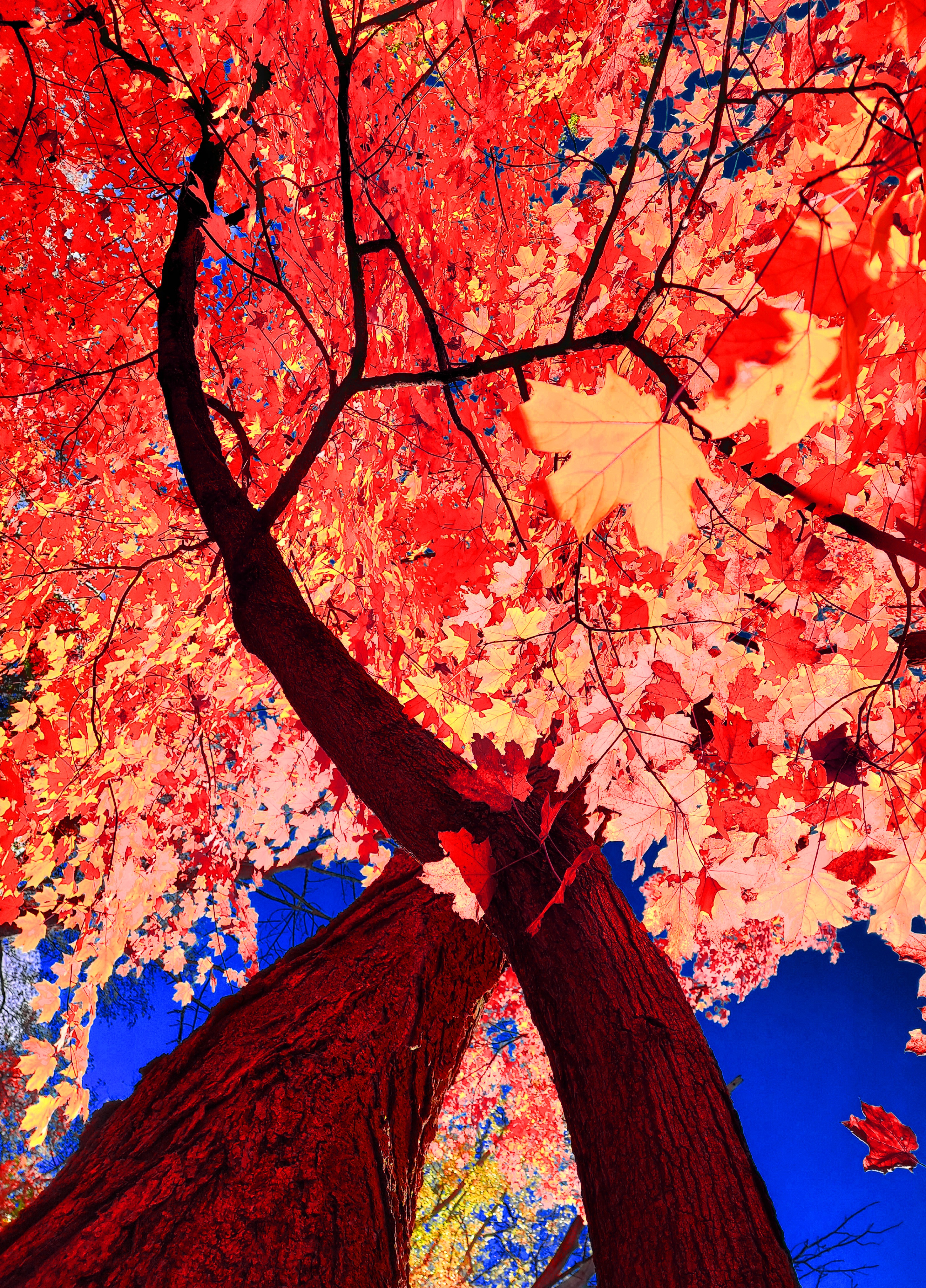 A dramatic low-angle art photograph looking straight up from the base of two thick, dark tree trunks that cross in an X-shape. Overhead, an expansive canopy of vibrant crimson-red and soft pale-yellow maple leaves fills the frame, contrasting against glimpses of a rich, saturated blue sky in the background.
