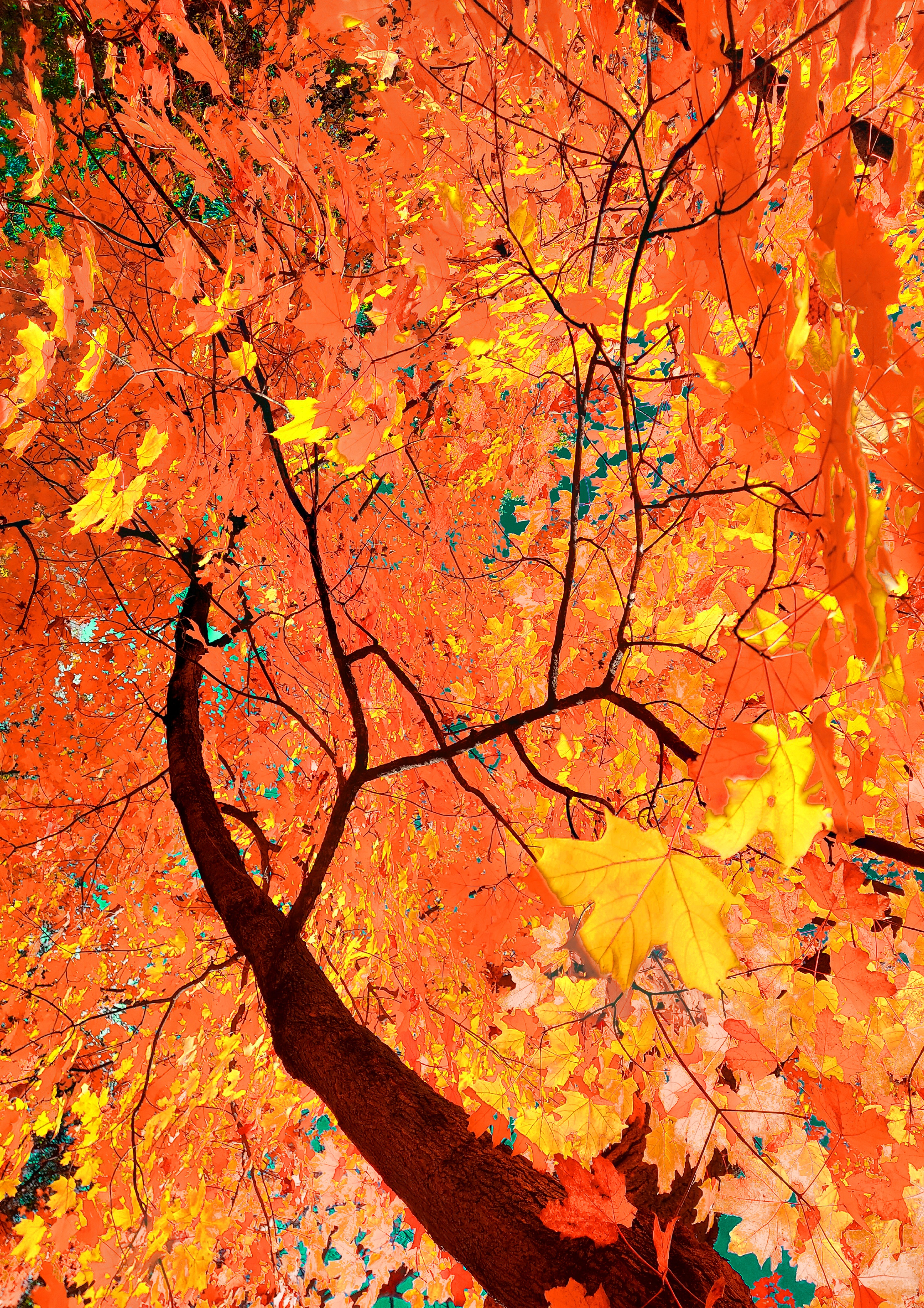 A vibrant low-angle art photograph looking straight up from below a dark, curving tree trunk that extends diagonally from the lower center. The dense canopy above explodes in rich layers of electric orange, soft peach, and bright yellow maple leaves, with a yellow leaf focal point in the lower right and small glimpses of a vivid teal-cyan sky peaking through the branches.