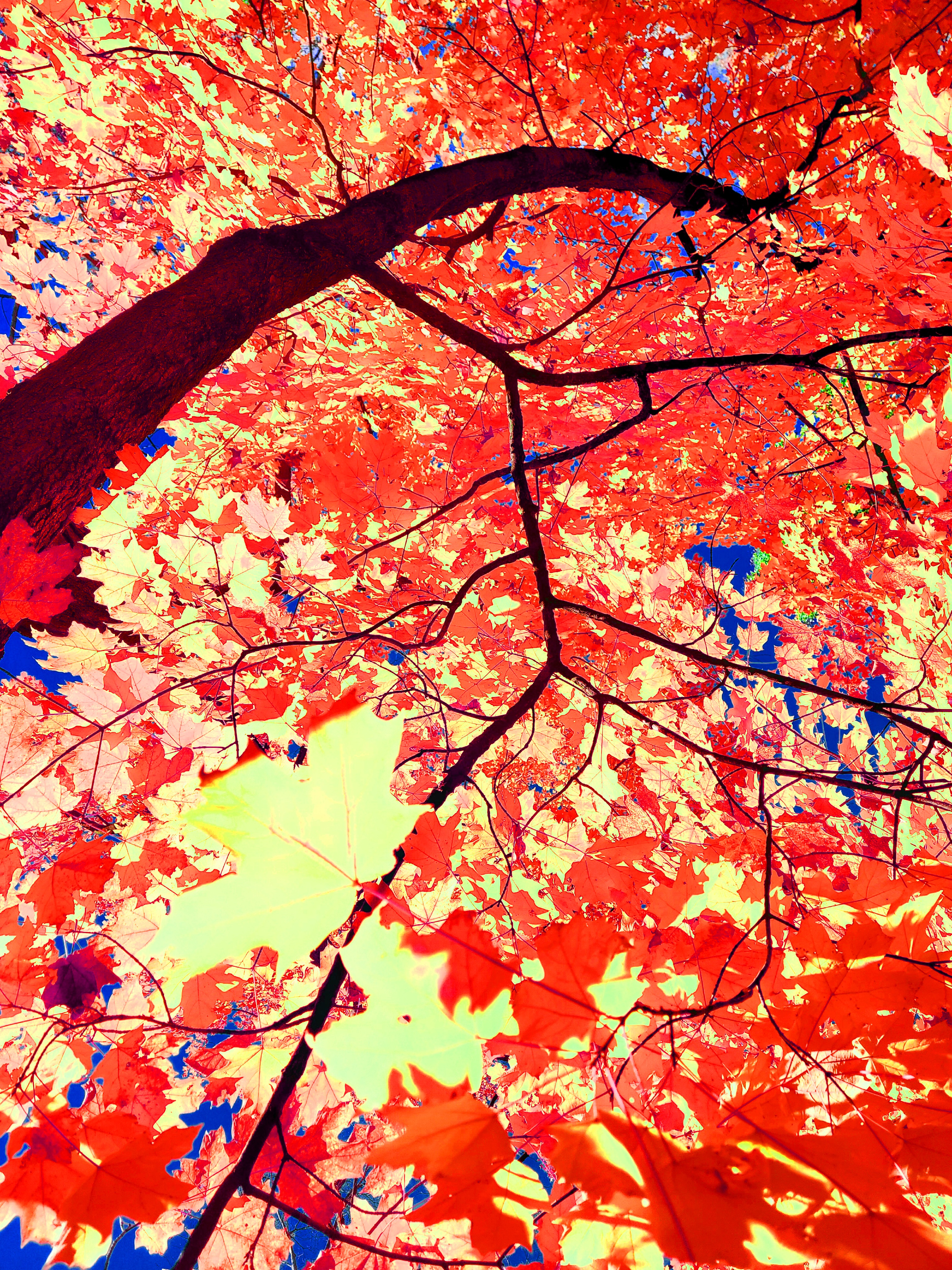 A dynamic low-angle art photograph looking straight upward following a heavy, dark tree trunk as it curves sharply across the top of the frame. Below the sweeping limb, an intricate tapestry of thin black branches holds a bright, backlit canopy of glowing crimson-red, vermilion, and soft pastel-yellow maple leaves, with intense blue sky peeking through the gaps.