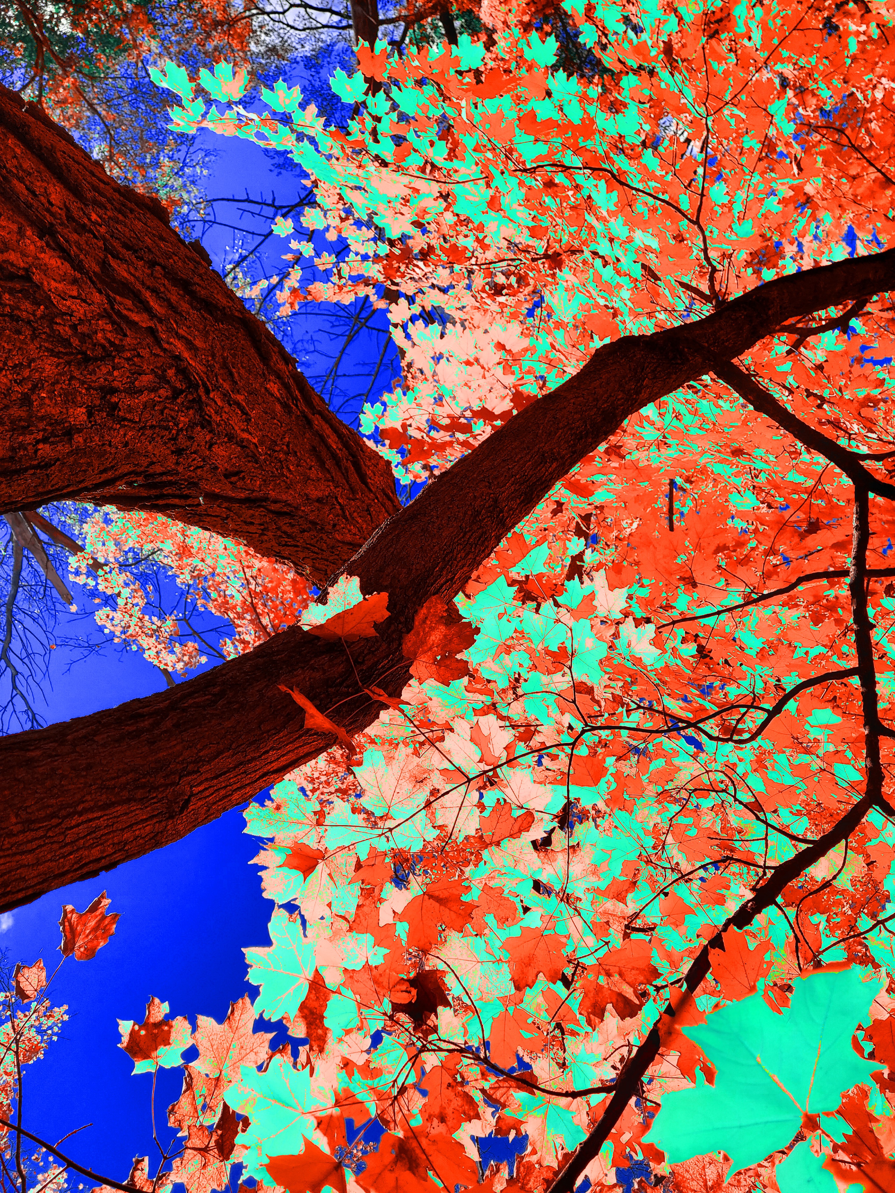 A surreal low-angle art photograph looking straight upward between two massive, dark brown tree trunks that cross dynamically in the lower left frame. The overhead canopy presents a striking contrast of fiery neon-orange and pale cyan-mint maple leaves intermingled across fine black branches, framing a brilliant cobalt-blue sky.