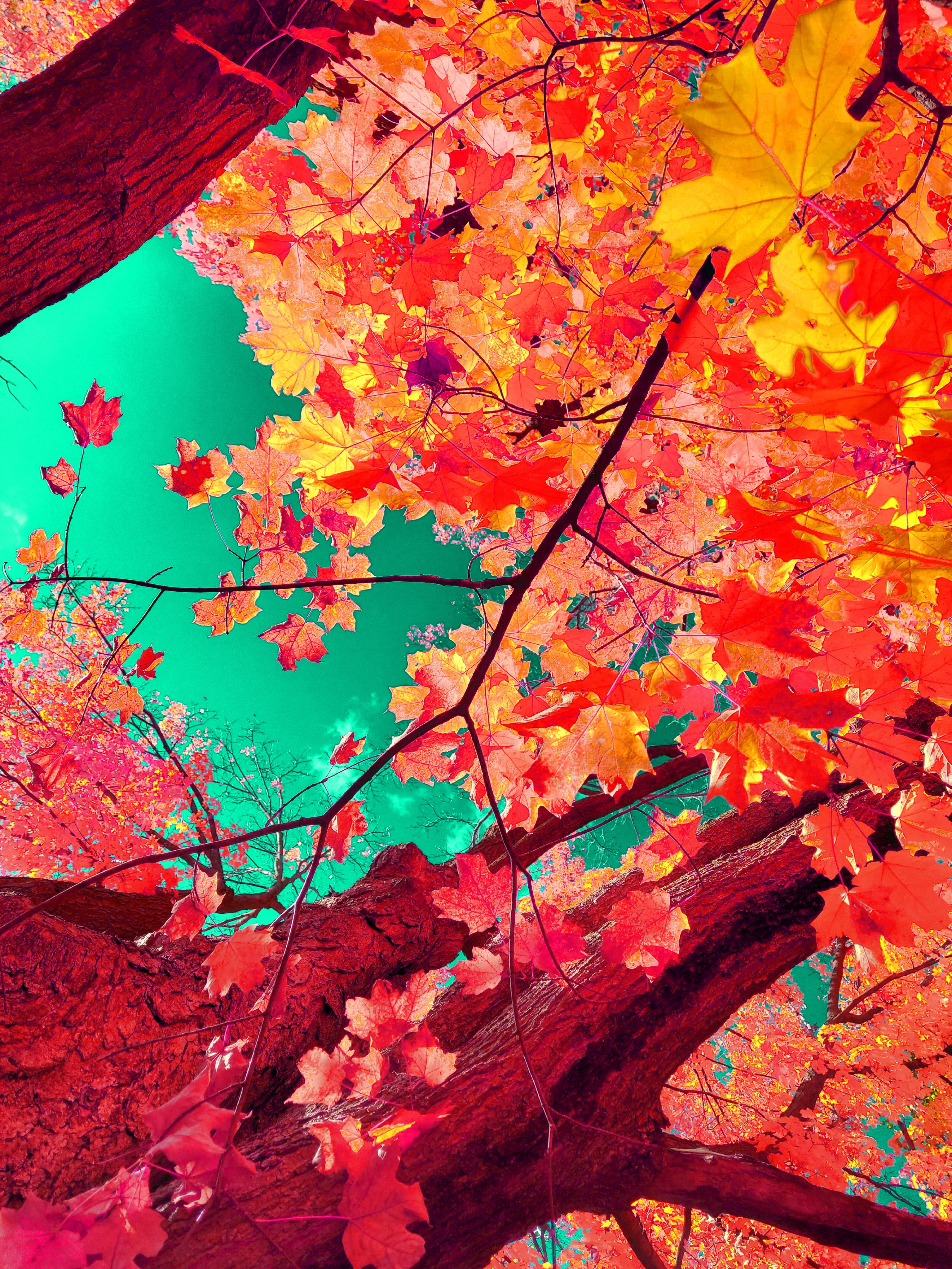 A low-angle art photograph looking straight up through massive, textured tree trunks framing the composition from the top left and bottom center. Overarching branches carry a rich canopy of bright coral-red, pinkish-orange, and yellow maple leaves that contrast against a vivid, surreal turquoise-teal sky.