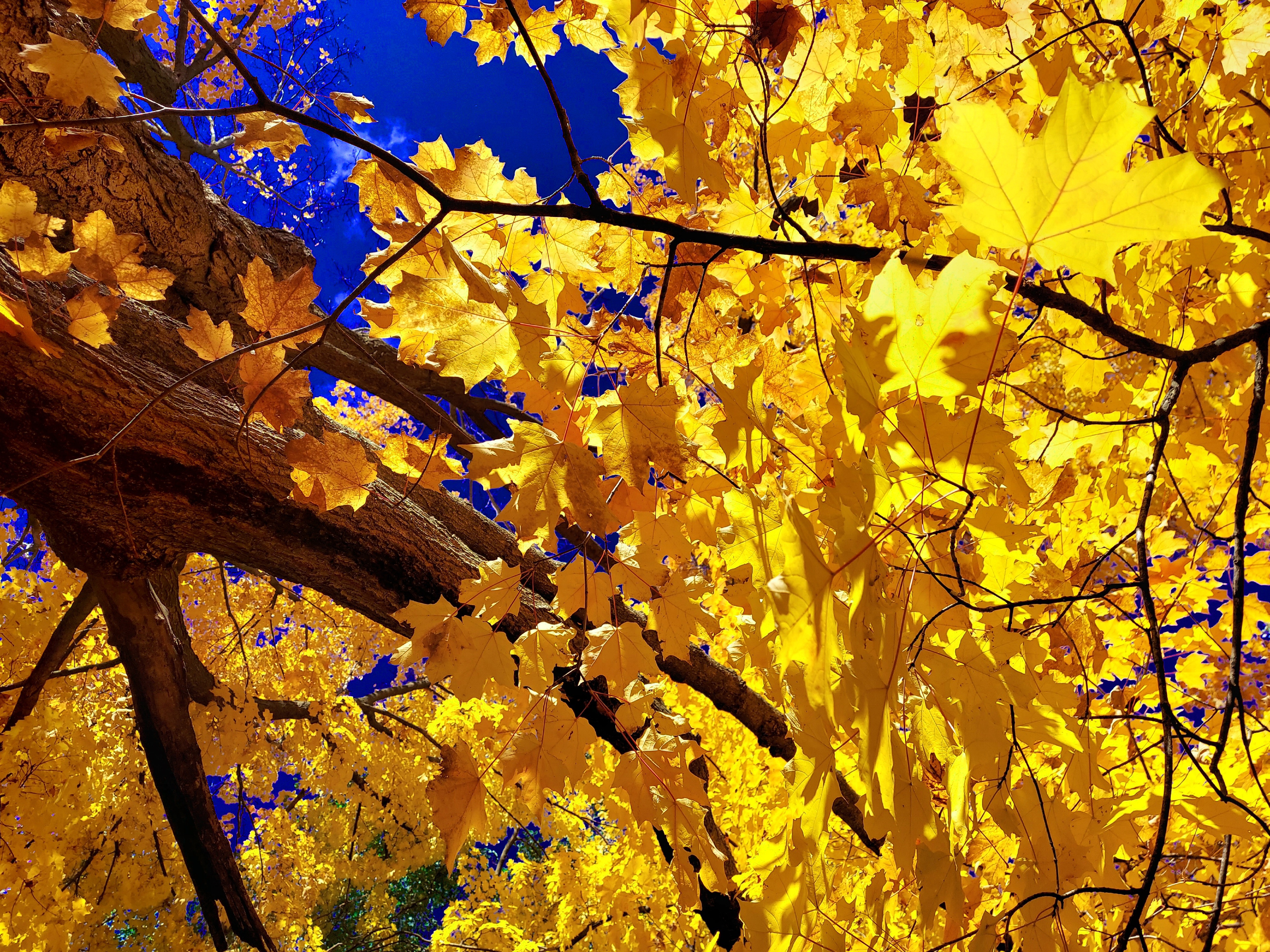 A low-angle art photograph looking up through a thick, rough-barked tree trunk that extends diagonally from the upper left. The frame is dominated by a dense, sunlit canopy of vibrant, golden-yellow maple leaves, with a prominent leaf in sharp focus on the upper right, all set against a rich cobalt-blue sky.