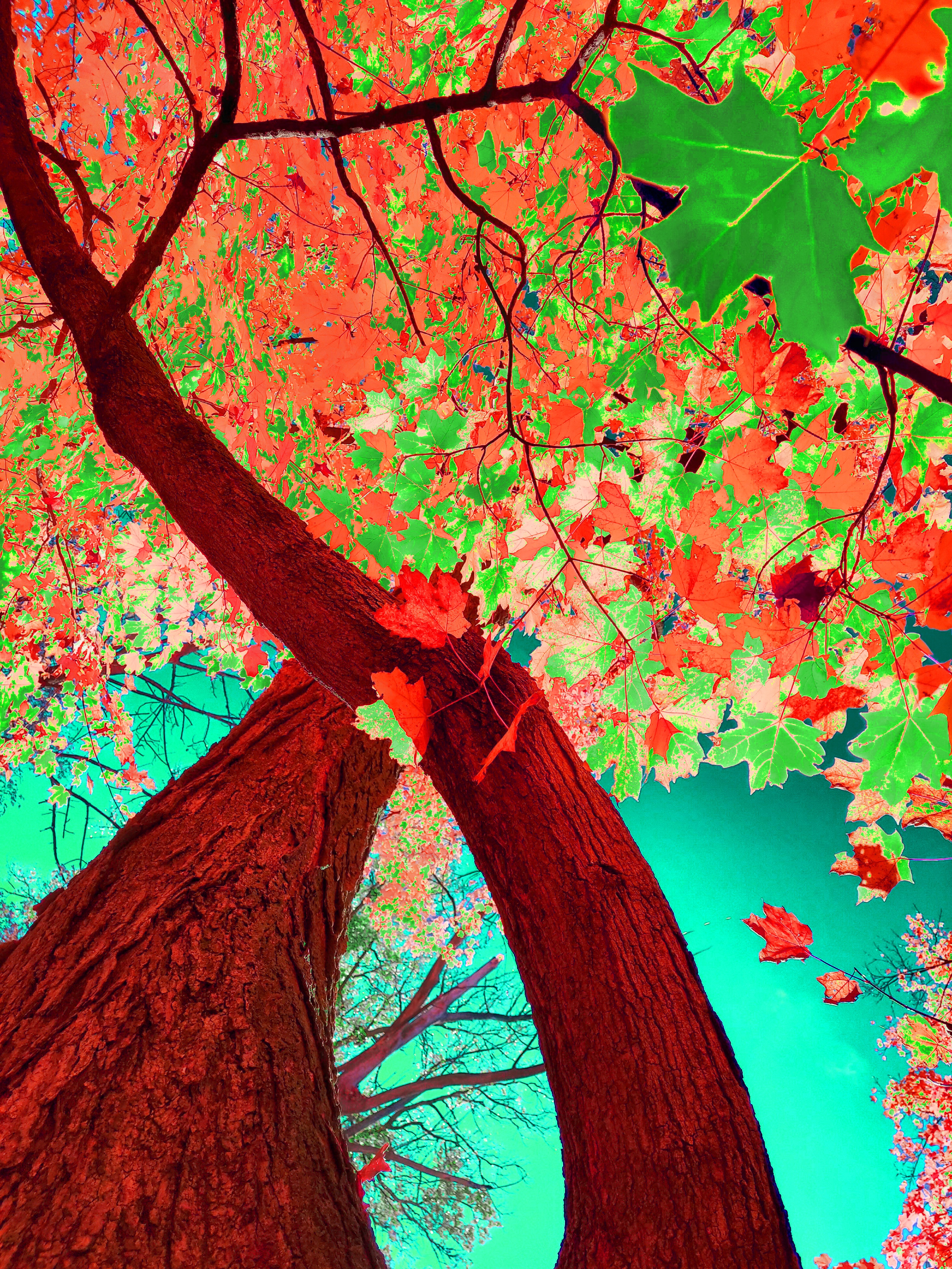 A dynamic low-angle art photograph looking straight up between two massive, leaning tree trunks that frame the lower half of the image. Overhead, a dense canopy features a surreal mosaic of bright coral-red, salmon-pink, and neon green maple leaves, with small patches of a vivid turquoise-cyan sky visible in the background.