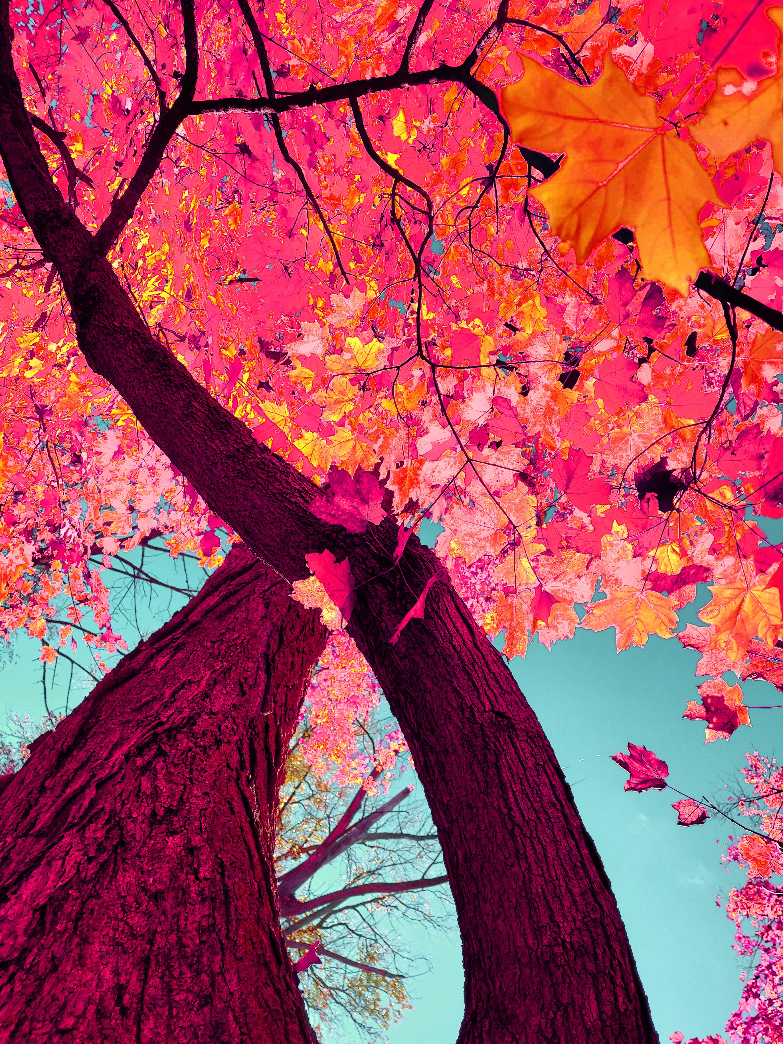 A dynamic low-angle art photograph looking straight up from the base of two thick, deeply textured tree trunks tinted in rich magenta hues that arch together near the center. Overhead, a dense canopy glows with electric pink, coral, and golden-orange maple leaves, featuring a prominent golden leaf near the upper right corner set against a clear turquoise-cyan sky.