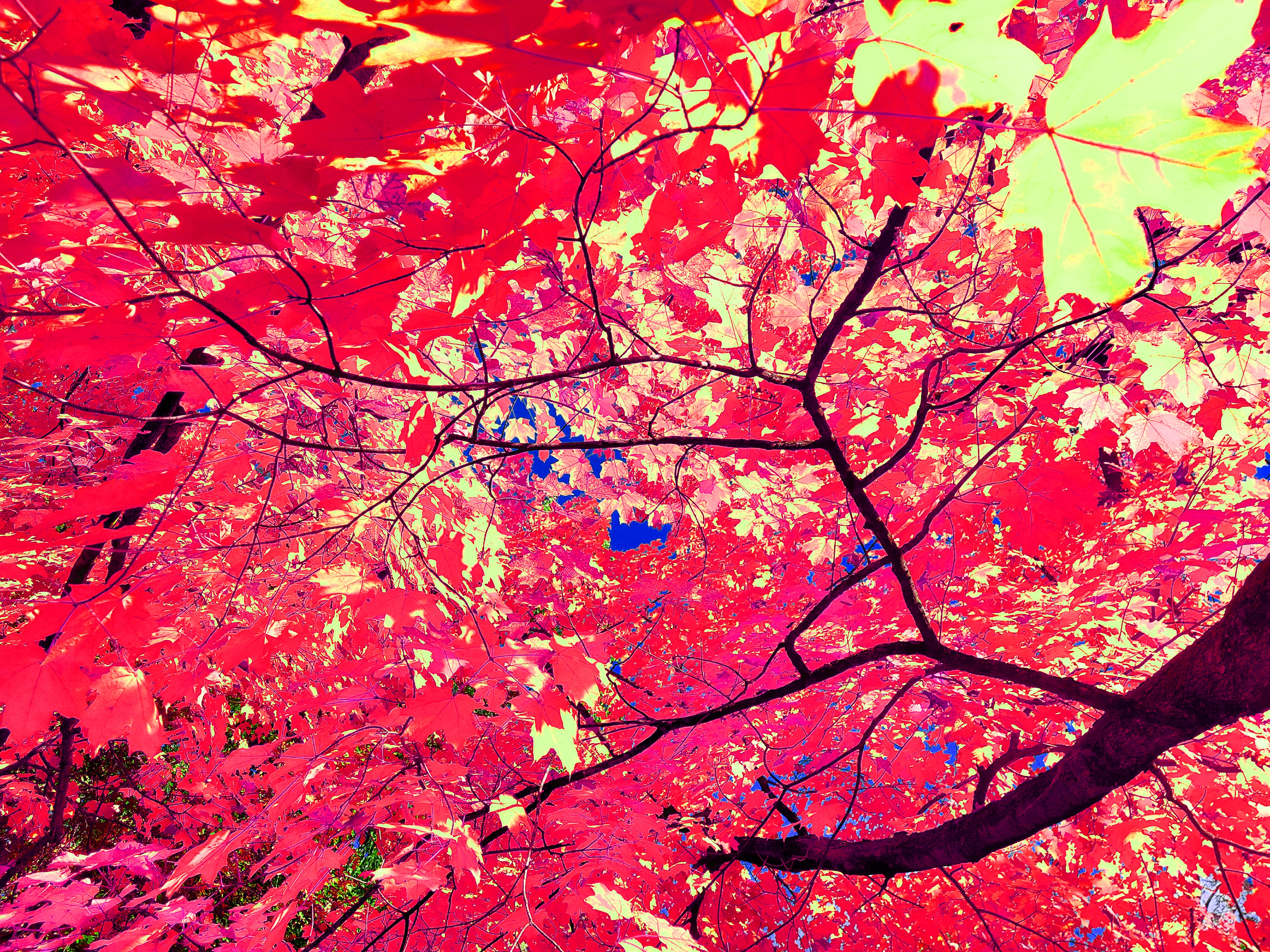 A vibrant low-angle art photograph looking straight up into an intricate lattice of tree branches completely covered in glowing crimson-red and hot-pink maple leaves. A thick, dark branch reaches across the lower right frame, while a prominent pale lime-yellow leaf stands out in sharp focus in the top right, with tiny slivers of intense blue sky peeking through the canopy center.