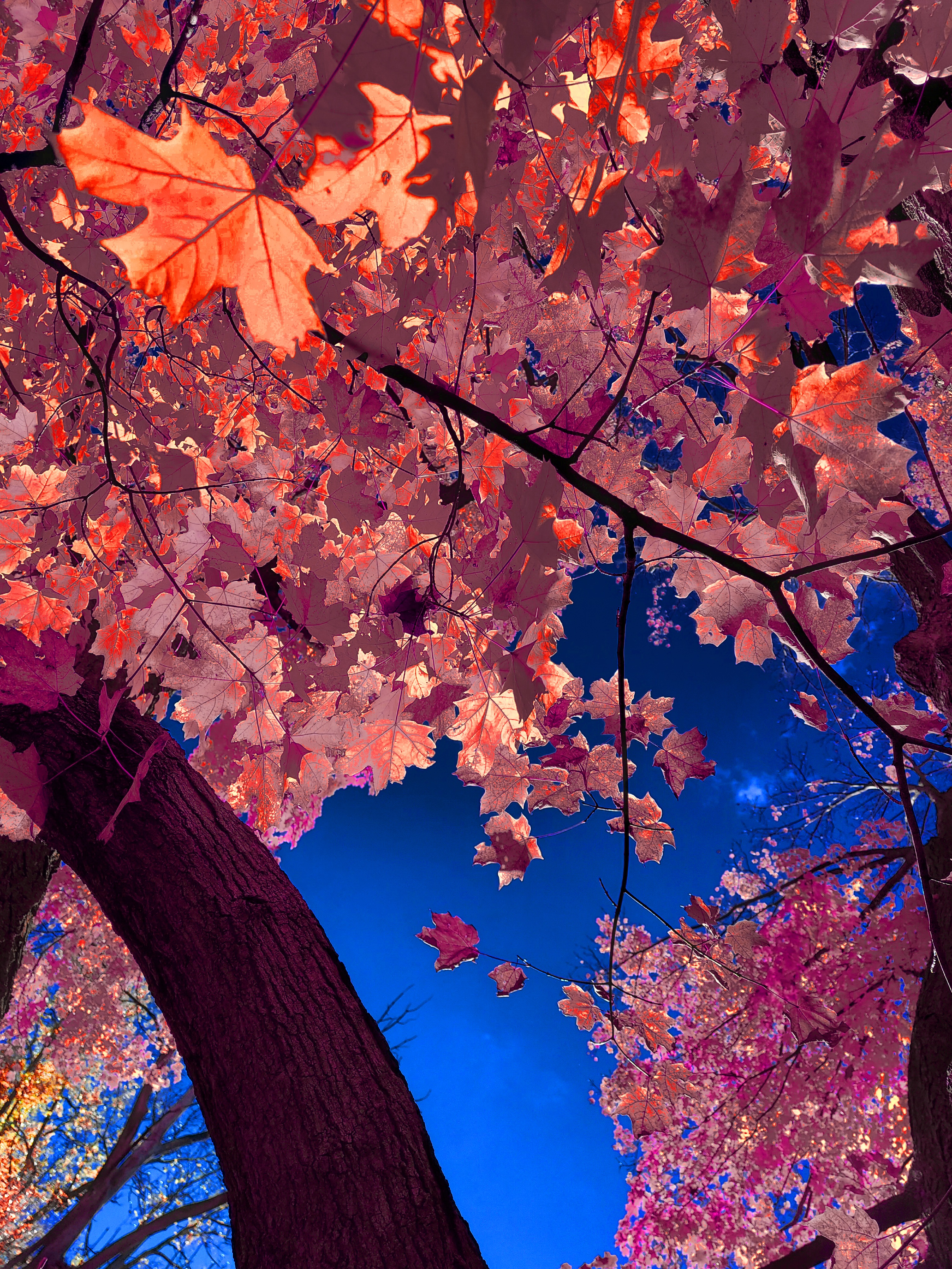 A surreal low-angle art photograph looking upward alongside a curving, dark plum-purple tree trunk. The canopy above features delicate maple leaves in soft muted mauve, dusty pink, and bright coral-orange tones, with a large orange leaf featured prominently in the upper left, all set against a deep, vibrant ultramarine-blue sky.