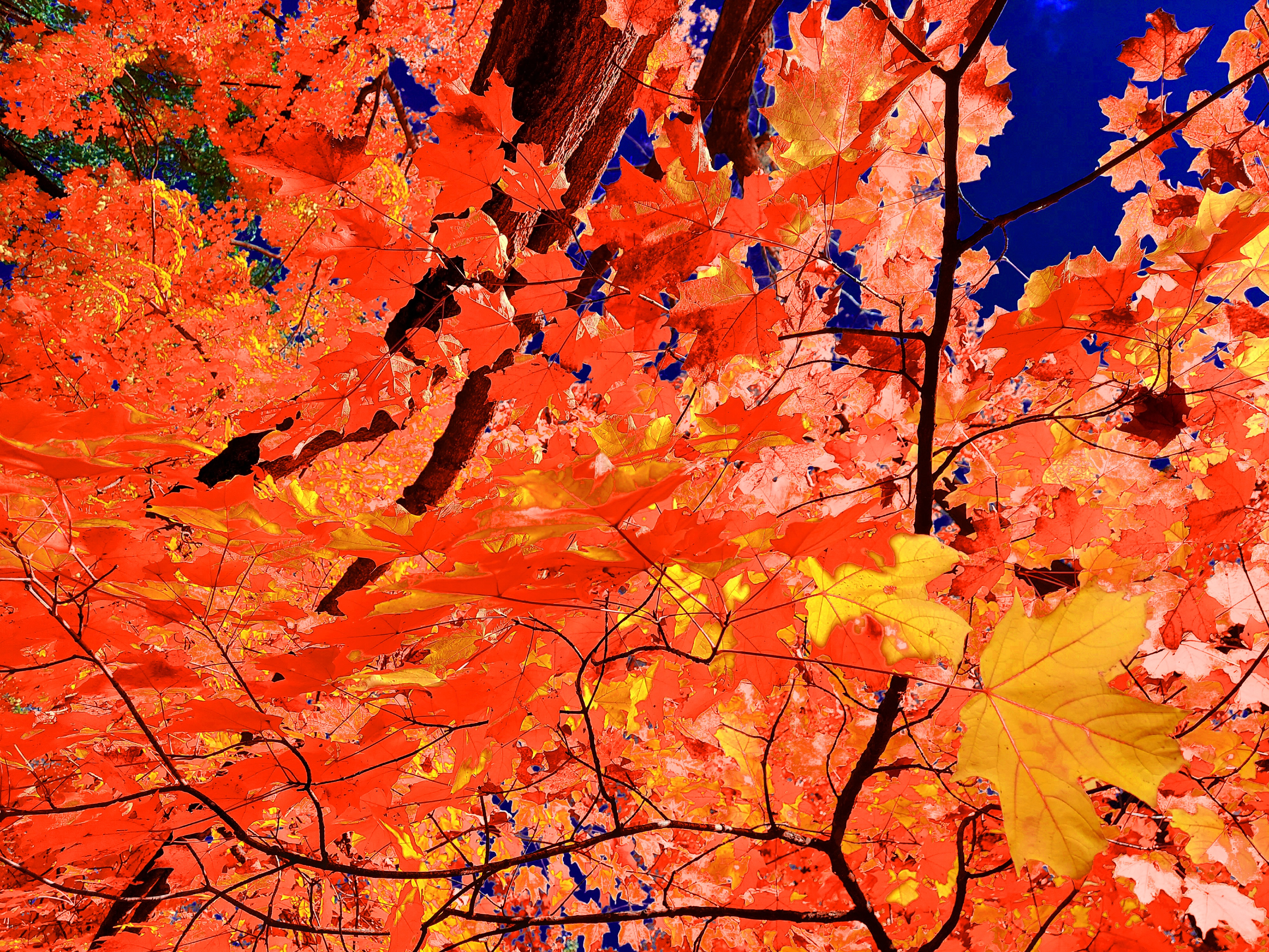 A low-angle art photograph looking up into an intricate web of fine branches and layered maple leaves dominated by vivid crimson-red and fiery orange tones. In the lower right, a distinct light-yellow leaf stands out against the red foliage, with dark tree trunks and small patches of vibrant cobalt-blue sky visible in the background.