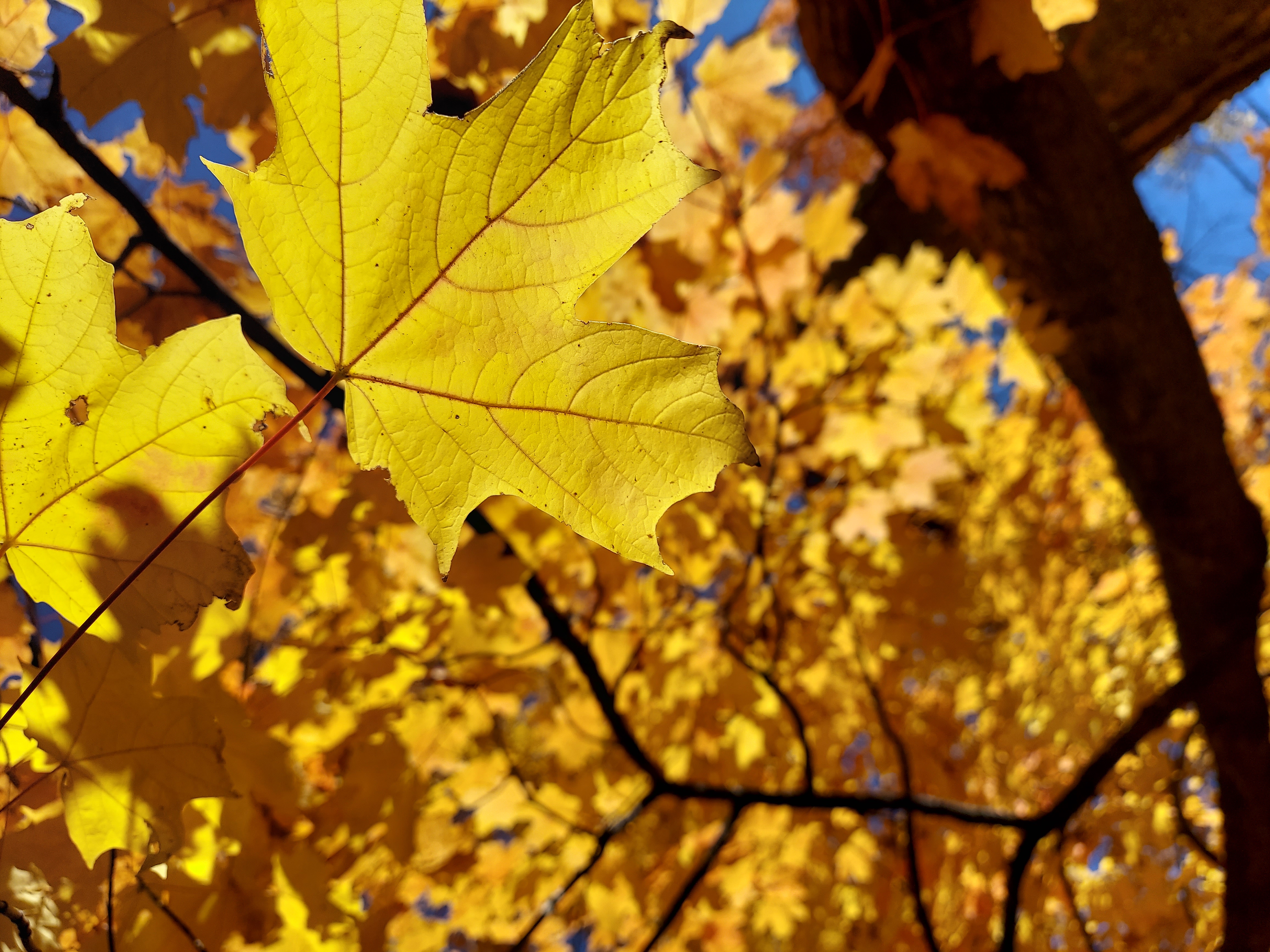 A close-up art photograph focusing on a large, bright yellow maple leaf in sharp detail, illuminated from behind by sunlight to highlight its intricate reddish leaf veins. The background features a softly blurred golden-yellow foliage canopy, dark tree branches, and subtle patches of bright blue sky.
