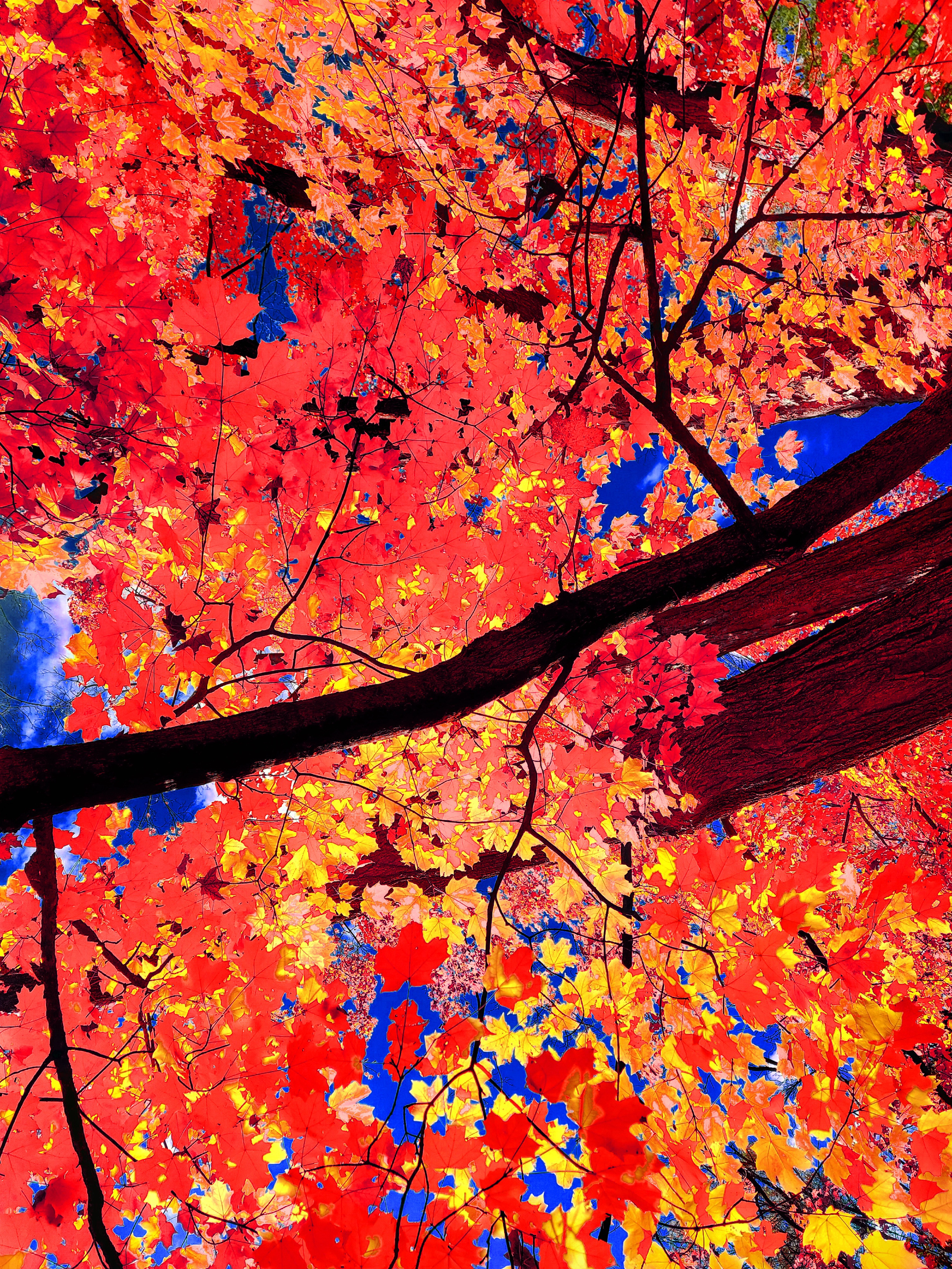 A high-contrast, low-angle art photograph looking straight up from below a cluster of dark, thick tree trunks. The wide canopy above is densely packed with hyper-saturated red, fiery orange, and bright golden-yellow maple leaves that fill nearly the entire frame, with slivers of vivid cobalt-blue sky showing through the gaps in the foliage.