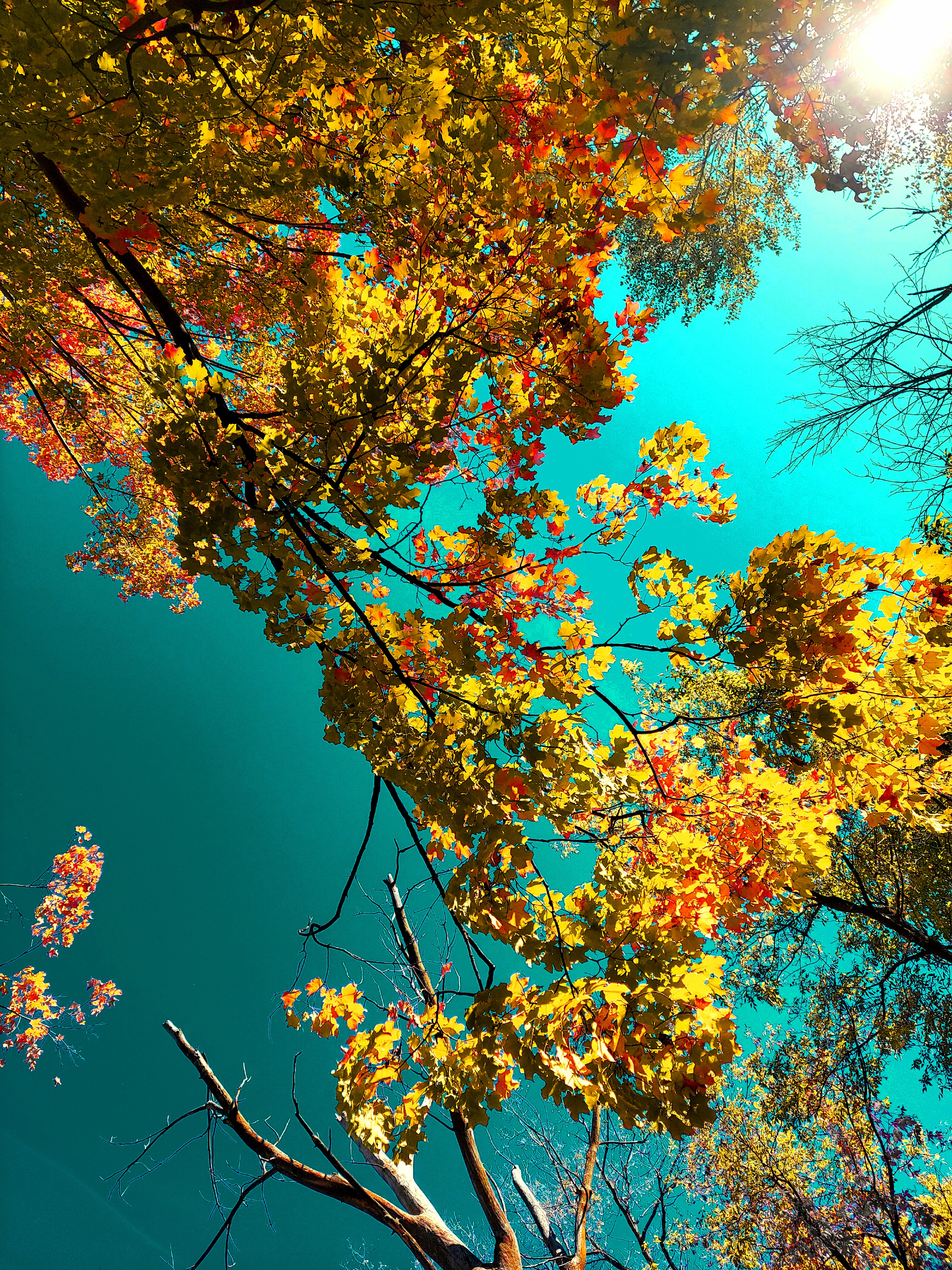 A low-angle art photograph looking up into a vibrant autumn canopy of maple branches. Bright yellow leaves dominate the center and upper right, with pops of red along the left edge. The background is a intense, vivid turquoise-cyan sky, with strong sunlight glaring brightly in the upper right corner.