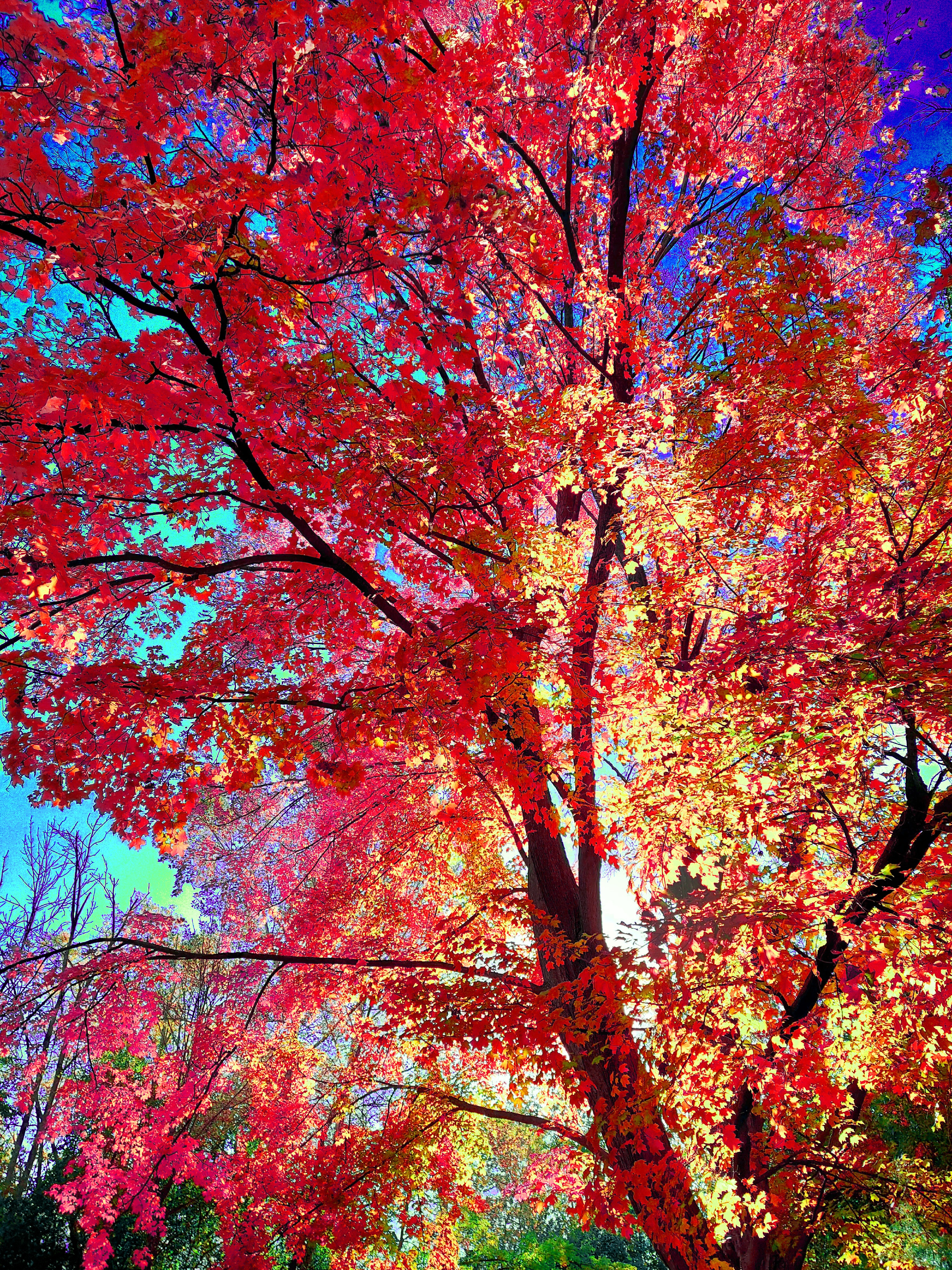 A striking low-angle art photograph looking up through the expansive branch network of a tall maple tree. The canopy explodes in high-contrast crimson, hot red, and shimmering golden-yellow foliage, creating a rich texture of leaves backlit against a vivid backdrop of gradient cyan and deep blue sky.
