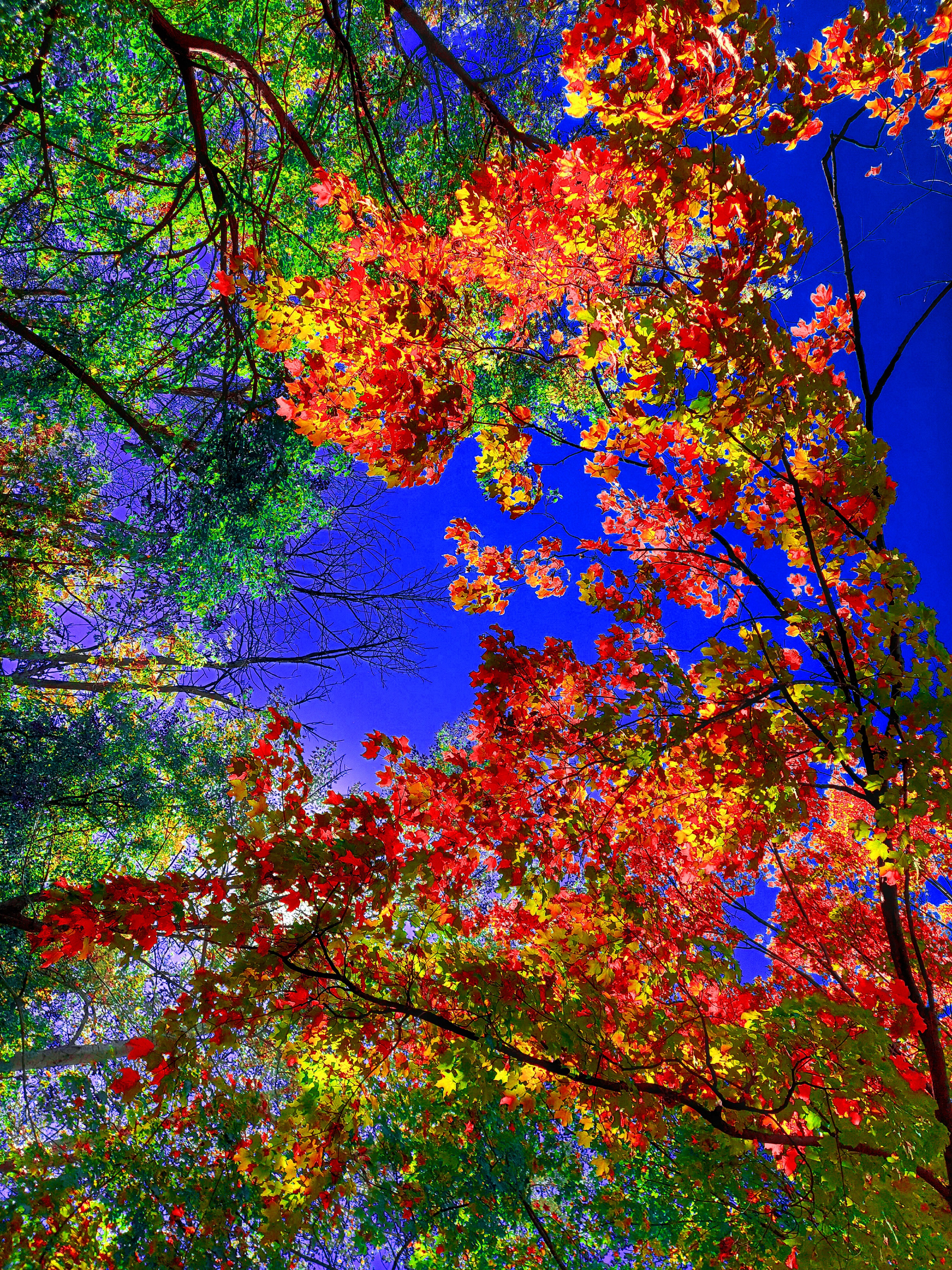 A low-angle art photograph looking straight up through an opening in the forest canopy. The right half of the image is filled with brilliant fiery red, crimson, and golden-yellow maple leaves, while the upper-left features dense emerald-green foliage. Both sides meet in the center around a patch of deep, vibrant cobalt-blue sky.