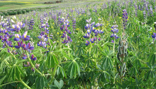 Campos de lupinos