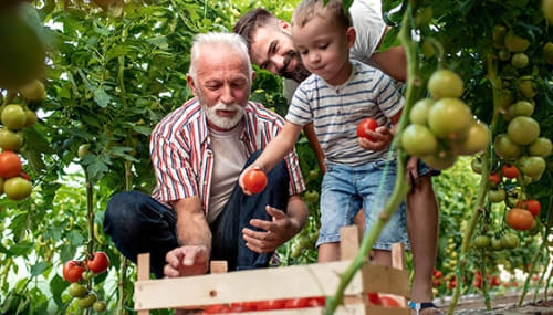 Un abuelo, un padre y un niño recogiendo tomates