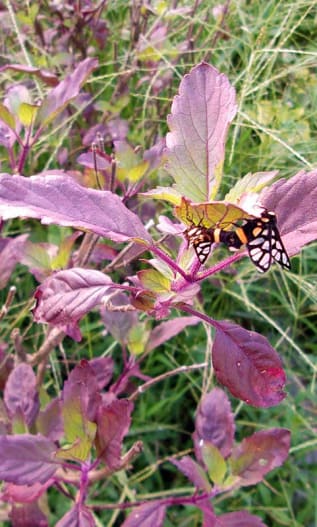 Holy basil with a butterfly