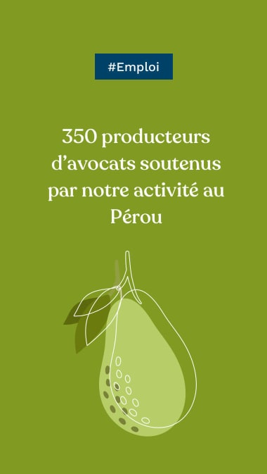 #Emploi : 350 producteurs d’avocats soutenus par notre activité au Pérou