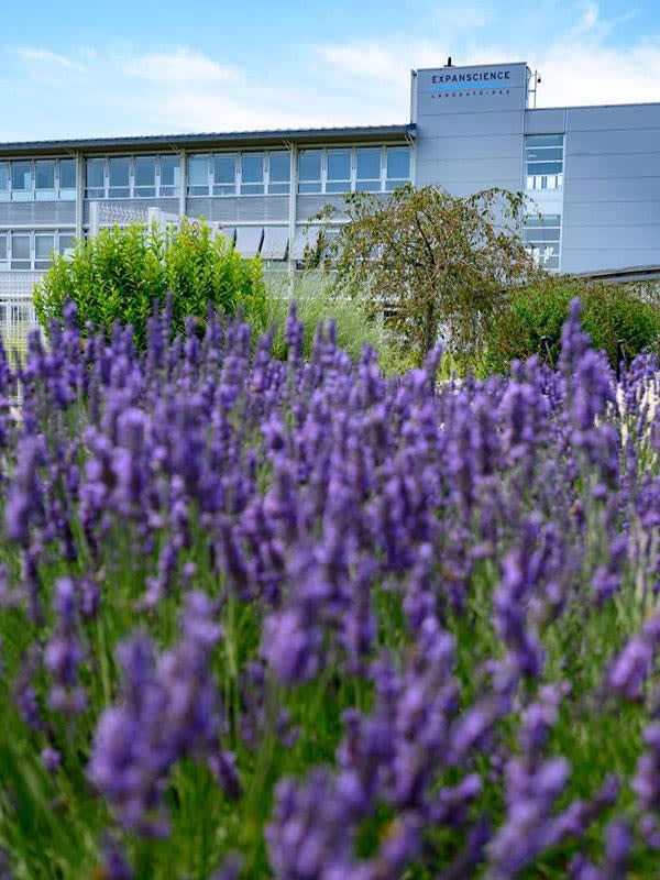 Os nossos outros edifícios na IRD e local de produção em Epernon com lavanda em primeiro plano