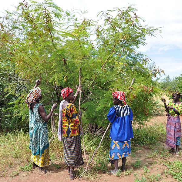 Groep vrouwelijke acaciazaadplukkers in Burkina Faso