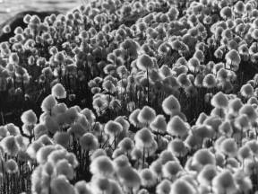 Bilde Johan Brun avslutning