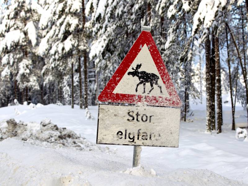 Skogens konge - elgskilt