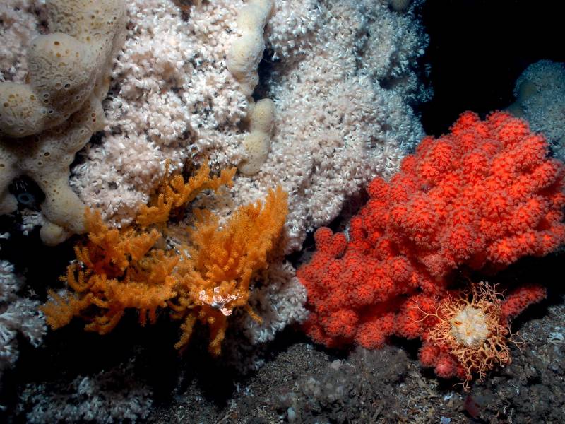 Lofoten Aquarium 5 - Cold water corals - foto Erling Svensen