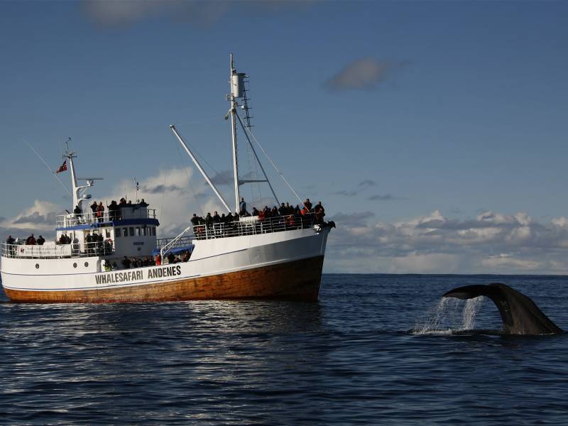 Whale safari 2