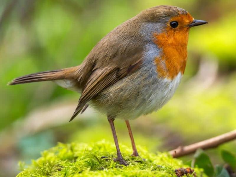 Rødstrupe_Erithacus rubecula