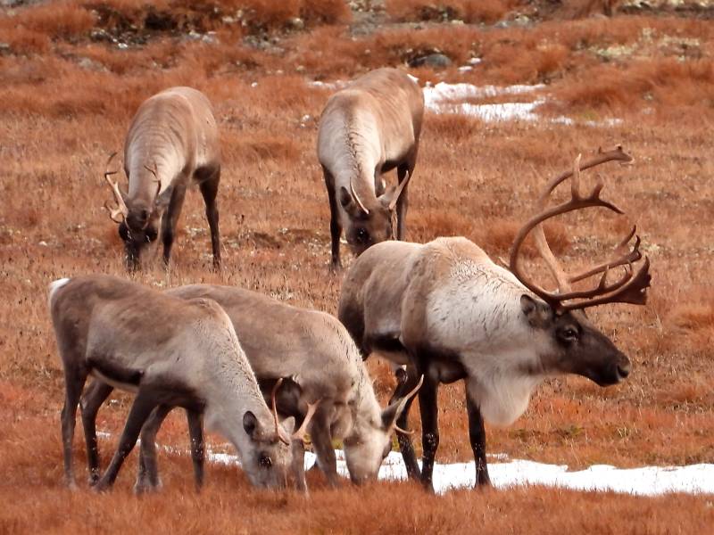 Dovre Fjellstyre_rein 1