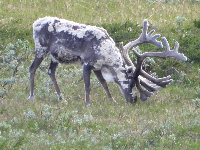 Dovre Fjellstyre_rein 10