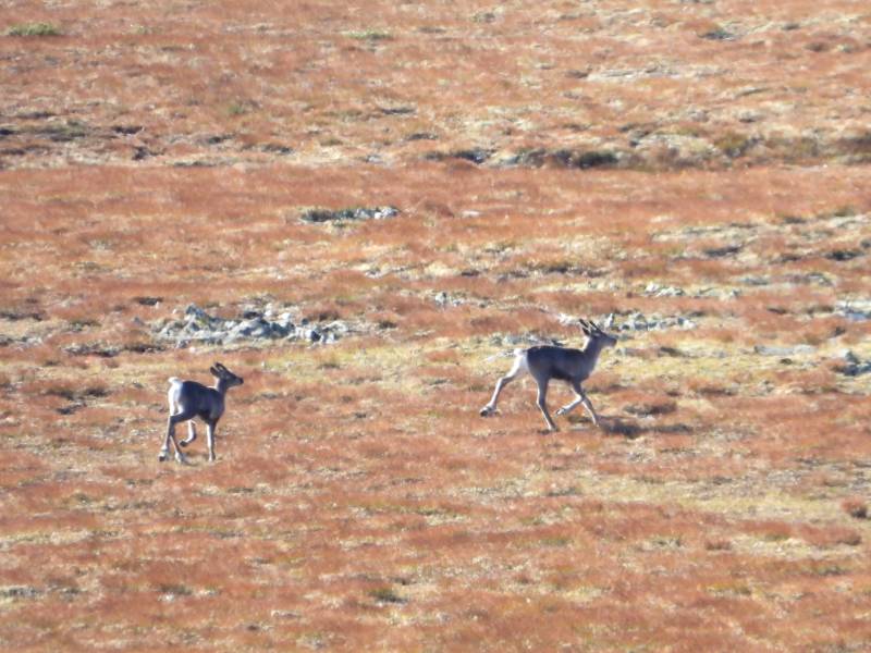 Dovre Fjellstyre_rein 14