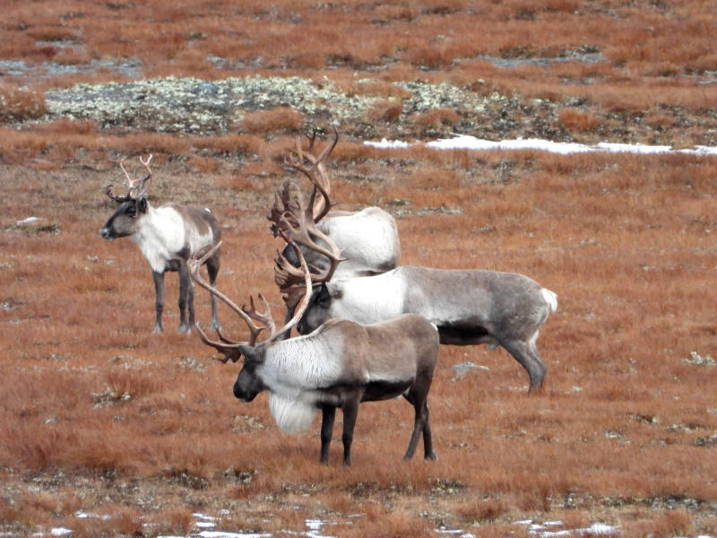 Dovre Fjellstyre_rein 15