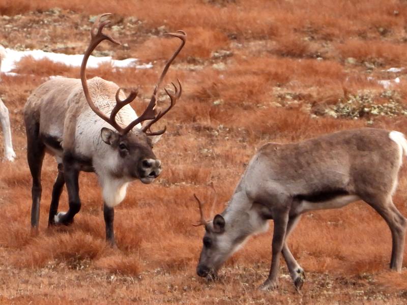 Dovre Fjellstyre_rein 2