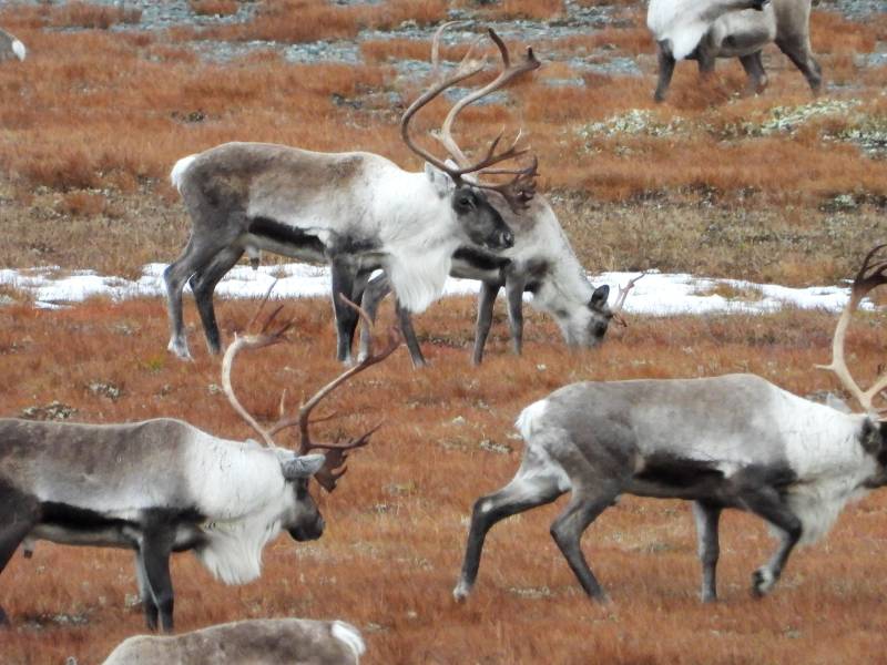 Dovre Fjellstyre_rein 3