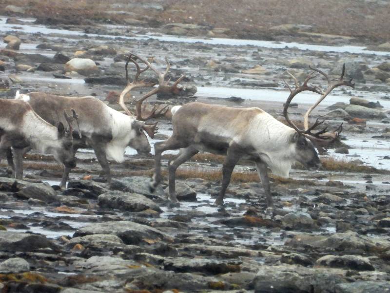 Dovre Fjellstyre_rein 5